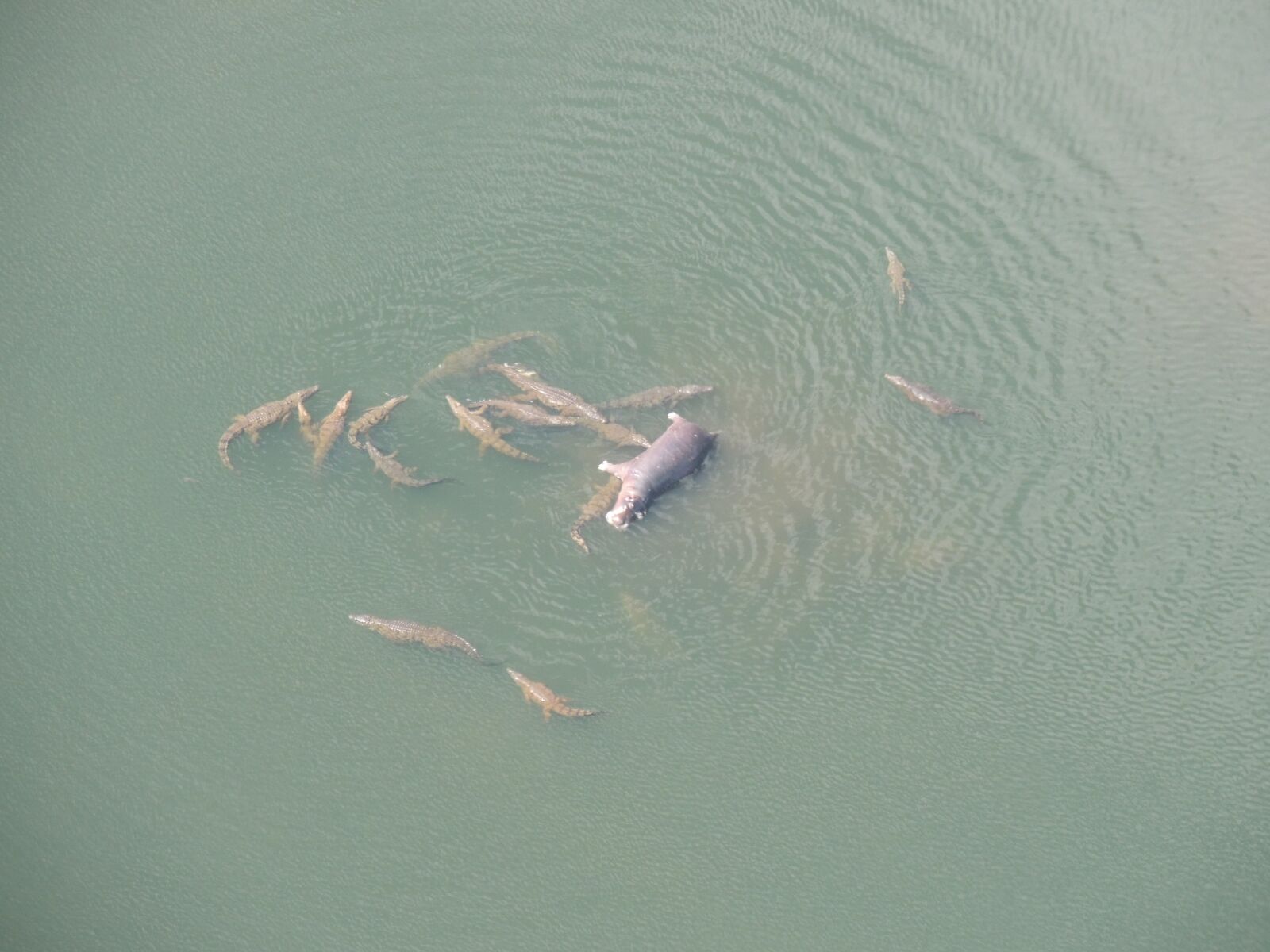 Nikon Coolpix P510 sample photo. Water, survival, wild photography