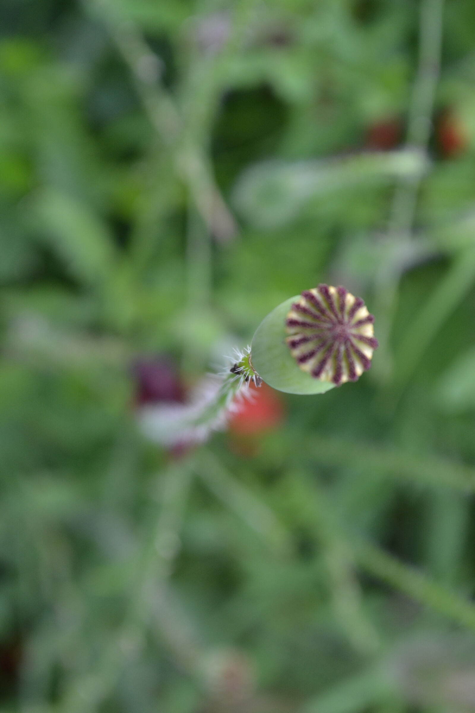 Nikon D3100 sample photo