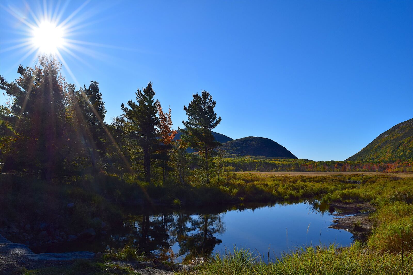 Nikon D3300 sample photo. Trees, sun, pond photography
