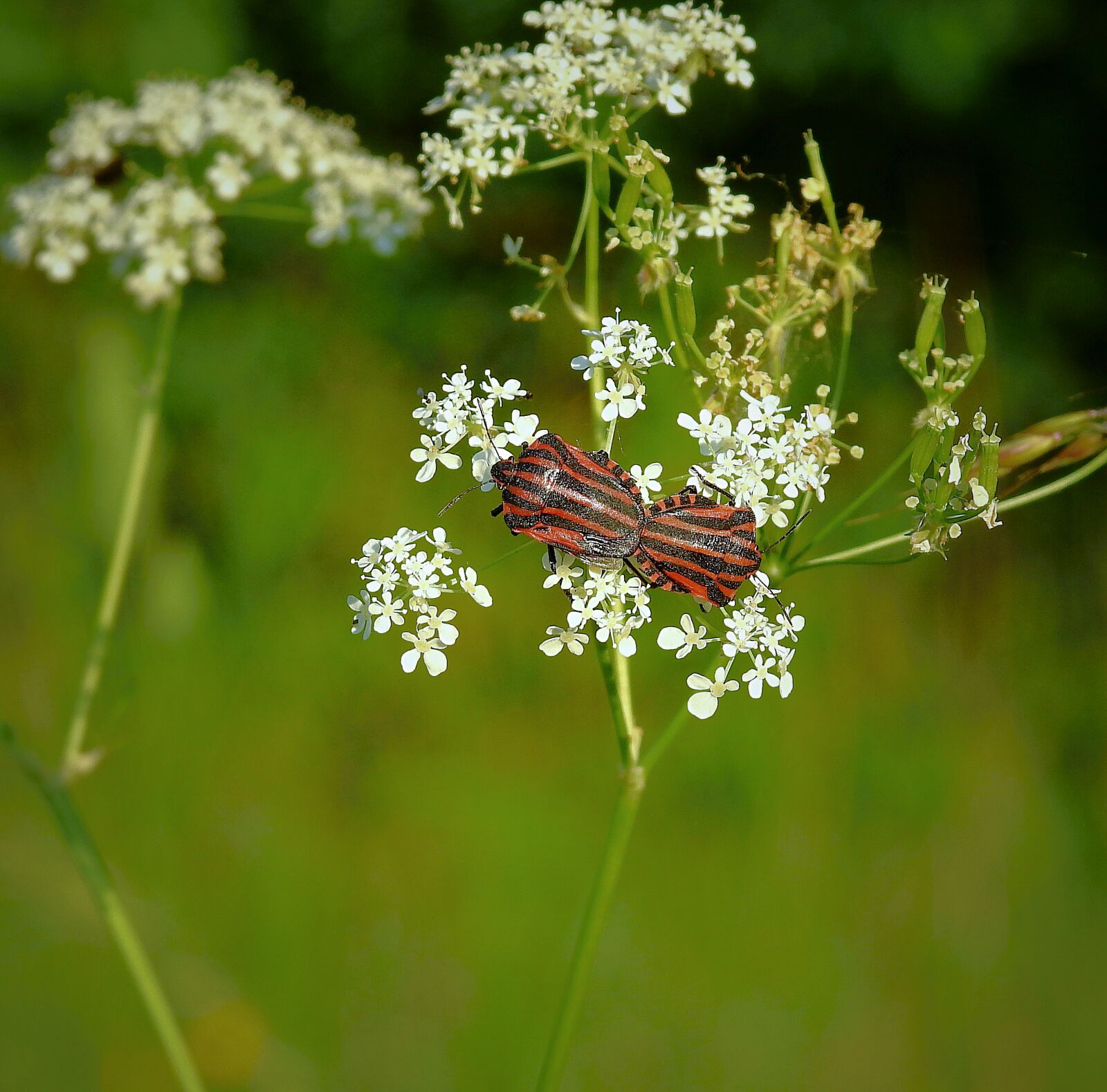 Nikon Coolpix P900 sample photo. Bugs, meadow, flowers photography