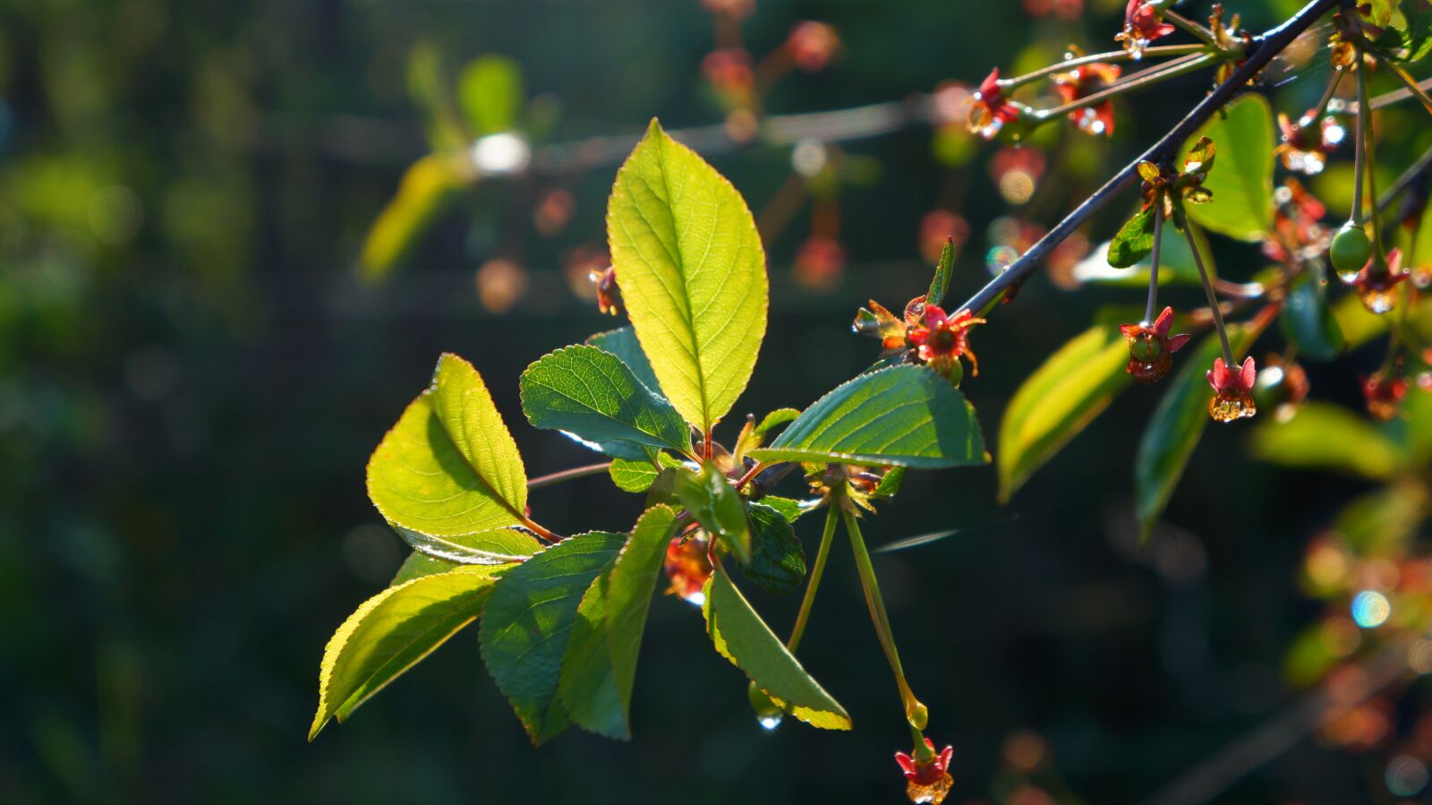 Sony Alpha a3000 sample photo. Nature, plants, green photography