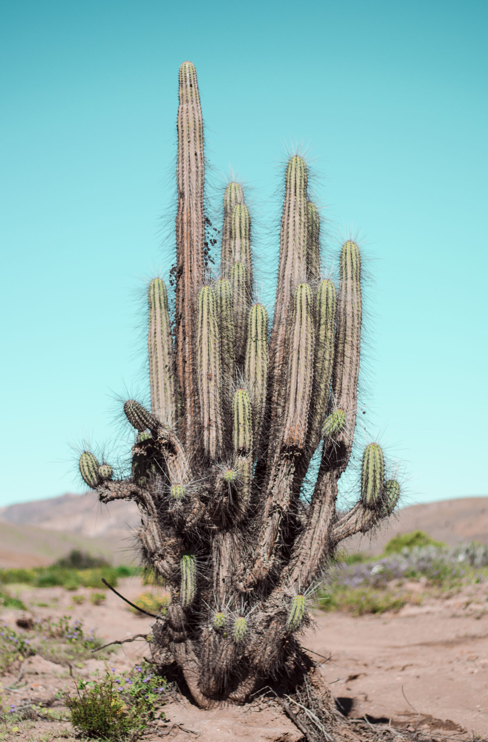 Nikon D5100 + Nikon AF-S Nikkor 50mm F1.8G sample photo. Cactus, chile, desert, landscape photography