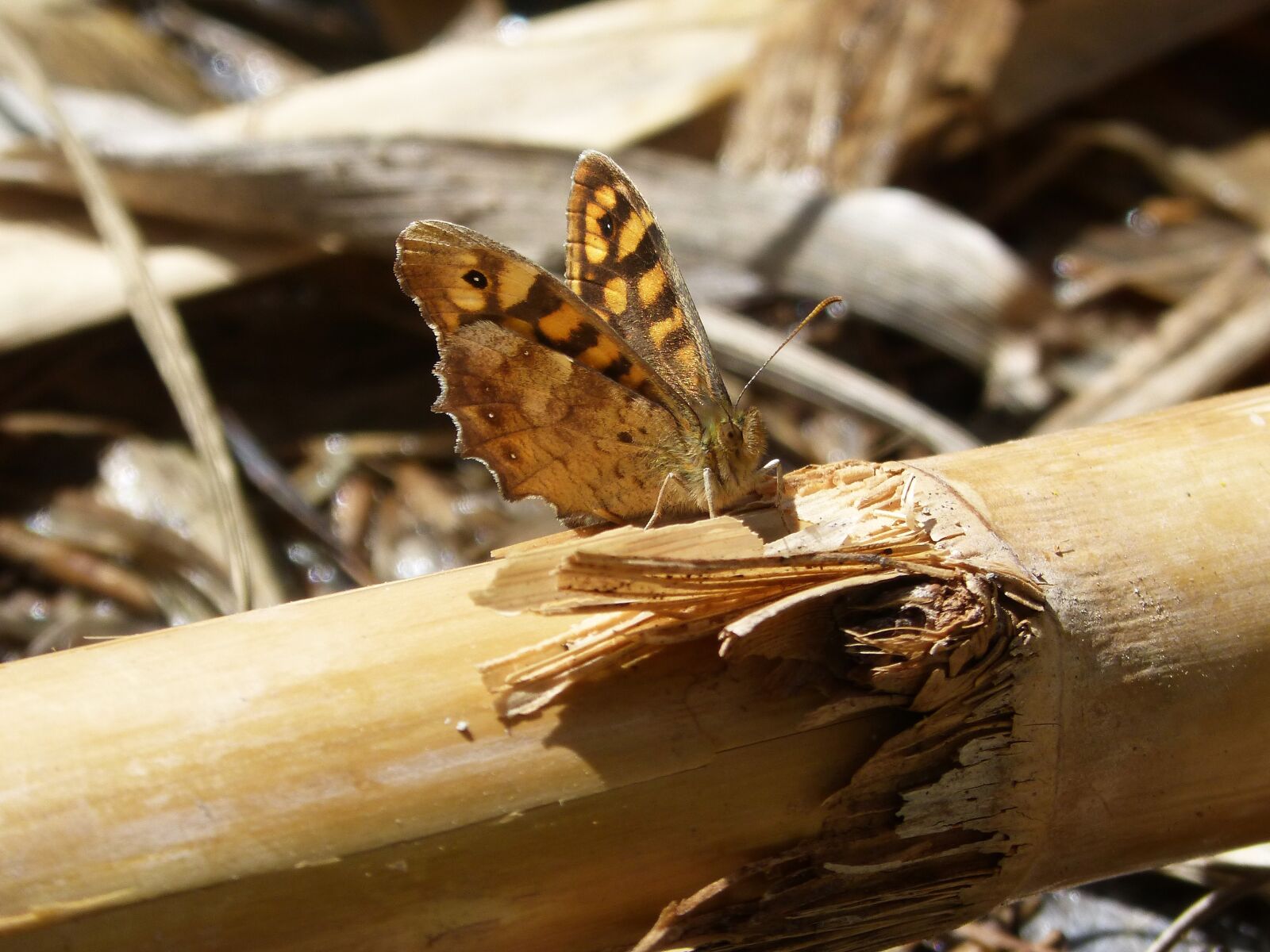 Panasonic DMC-FZ62 sample photo. Lasiommata megera, butterfly saltacercas photography