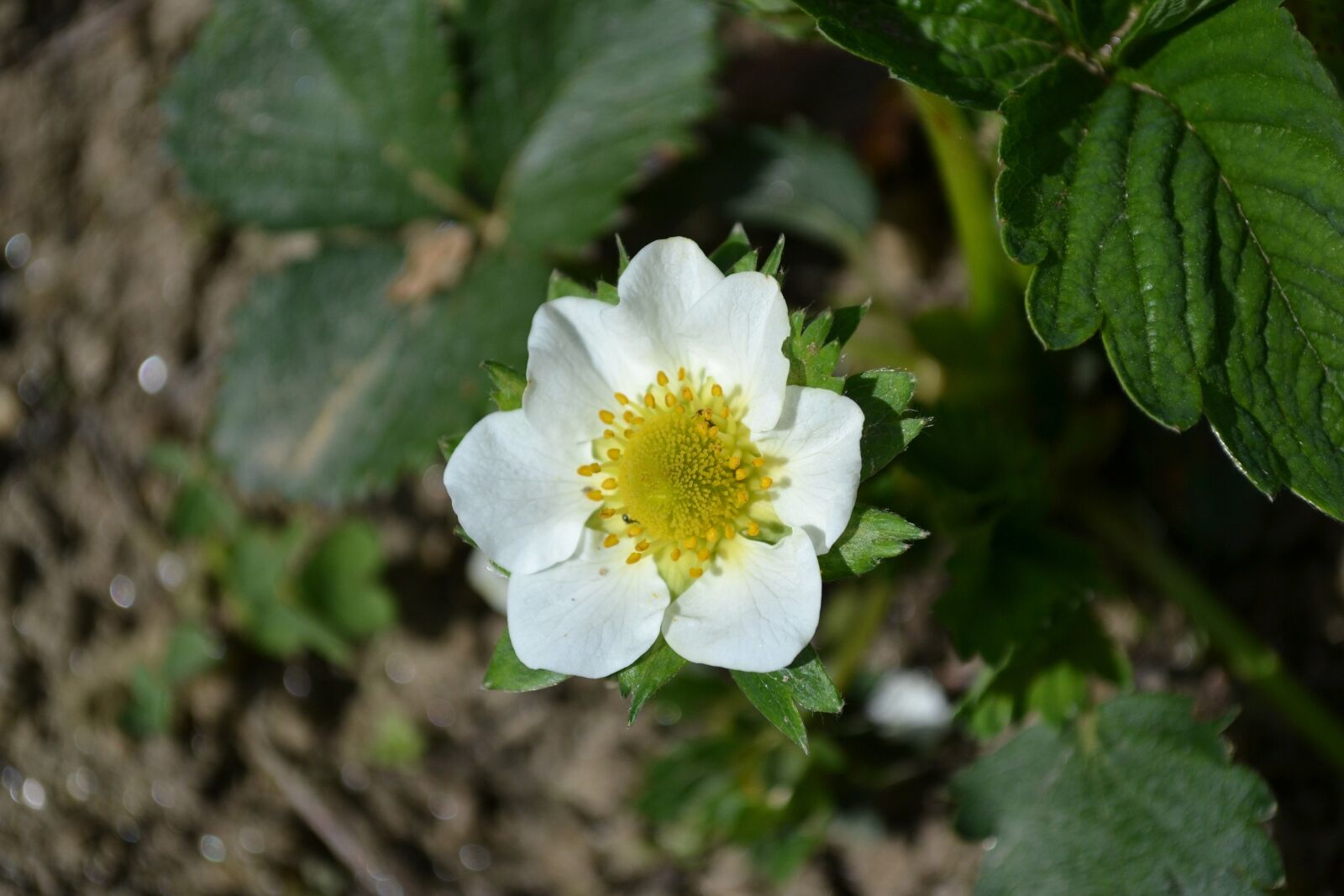 Nikon D3100 sample photo. Flower, strawberry, plant photography