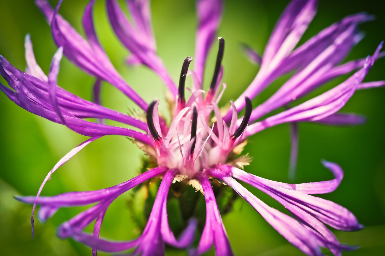 Olympus OM-D E-M10 sample photo. Cornflower, flower, blue photography