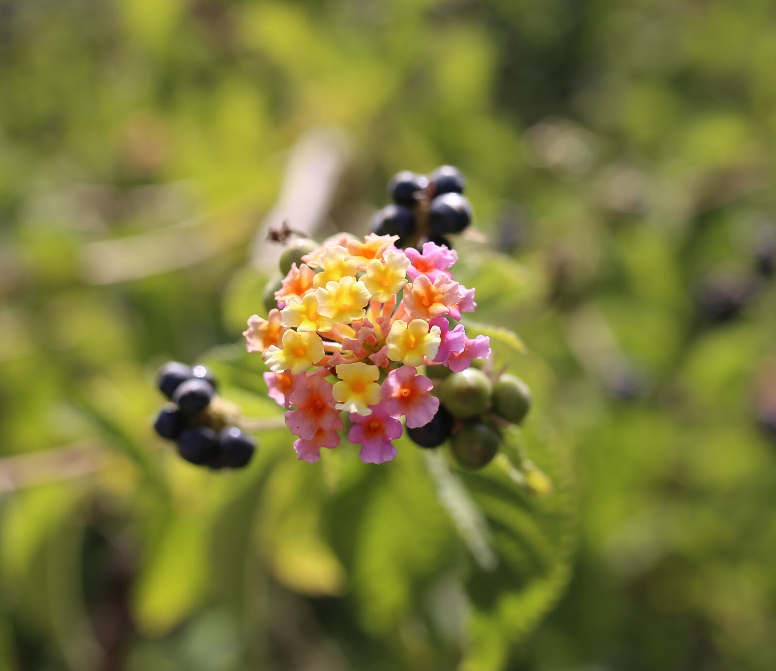 Canon EOS 6D sample photo. Flower, spring, spring flowers photography
