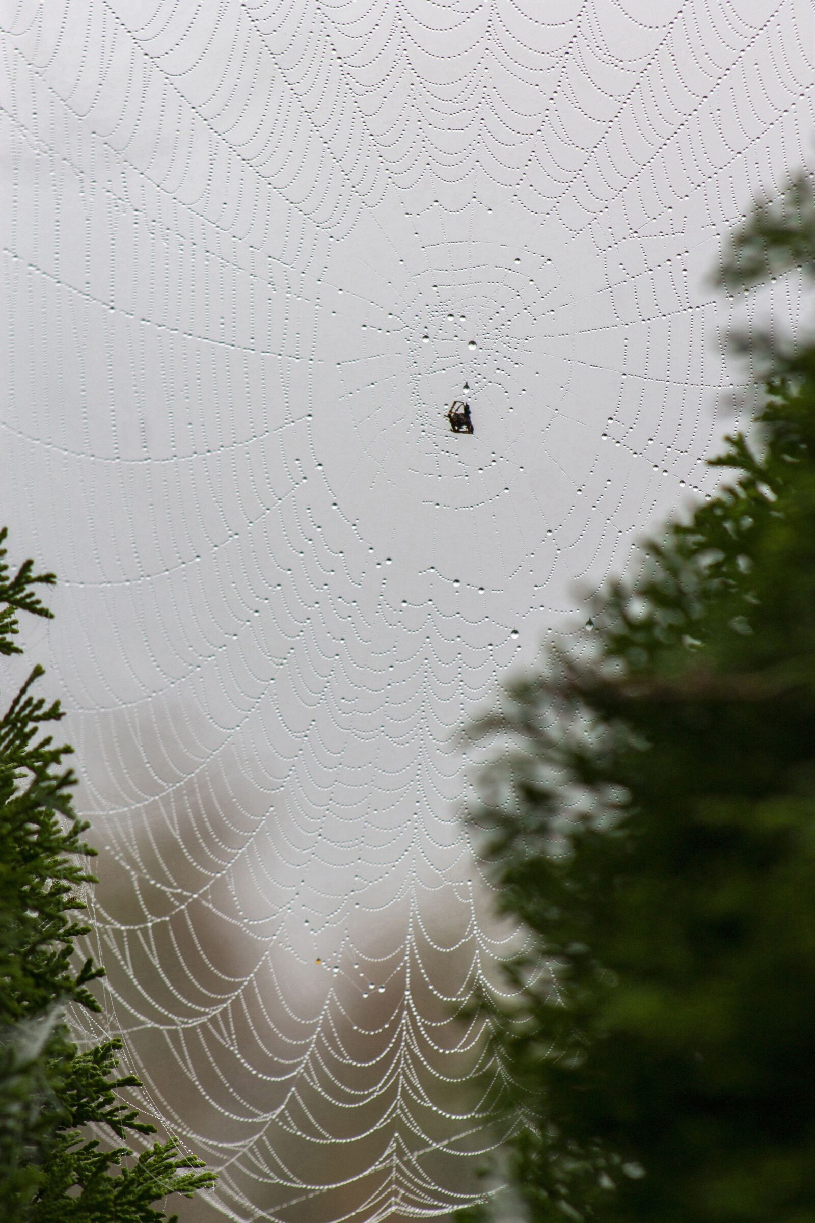 Canon EOS 1100D (EOS Rebel T3 / EOS Kiss X50) + EF75-300mm f/4-5.6 sample photo. Spiderweb, web, spider photography