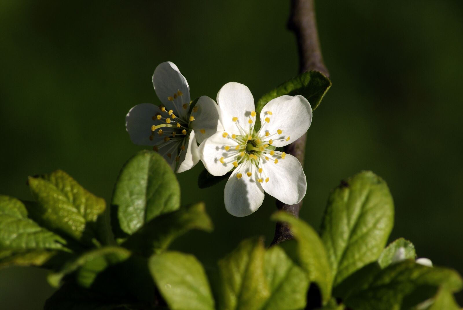 Sony Alpha DSLR-A200 sample photo. Flower, white, foliage photography