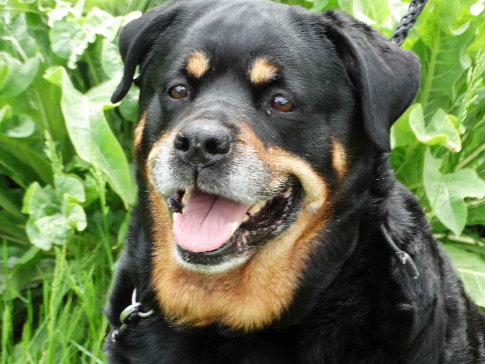 Sony Cyber-shot DSC-HX300 sample photo. Rottweiler, dog, friendly photography