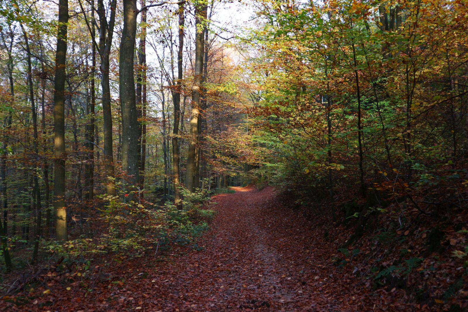 Canon EOS M10 sample photo. Wood, nature, tree photography