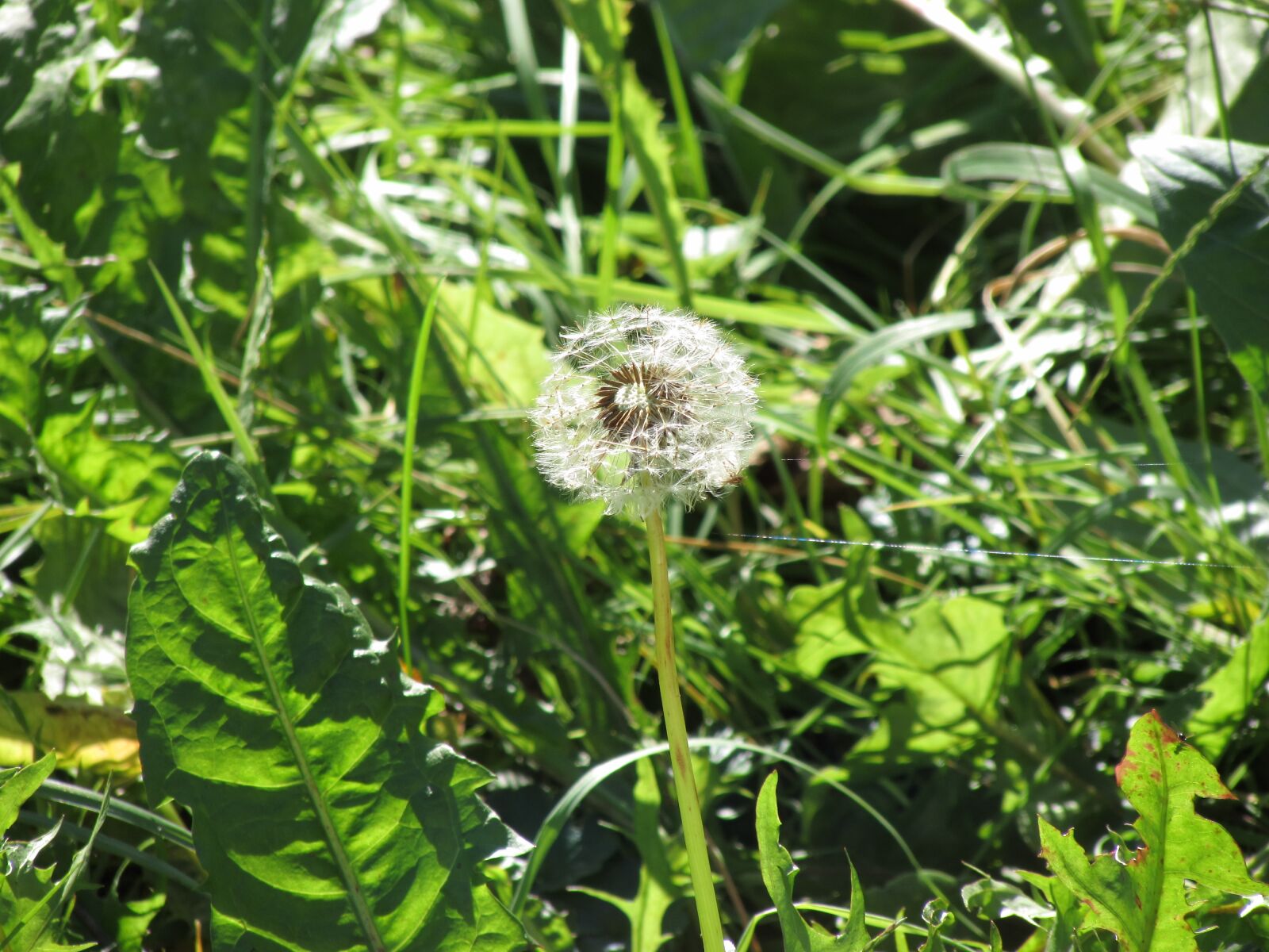 Canon PowerShot SX510 HS sample photo. Dandelion, blossom, bloom photography