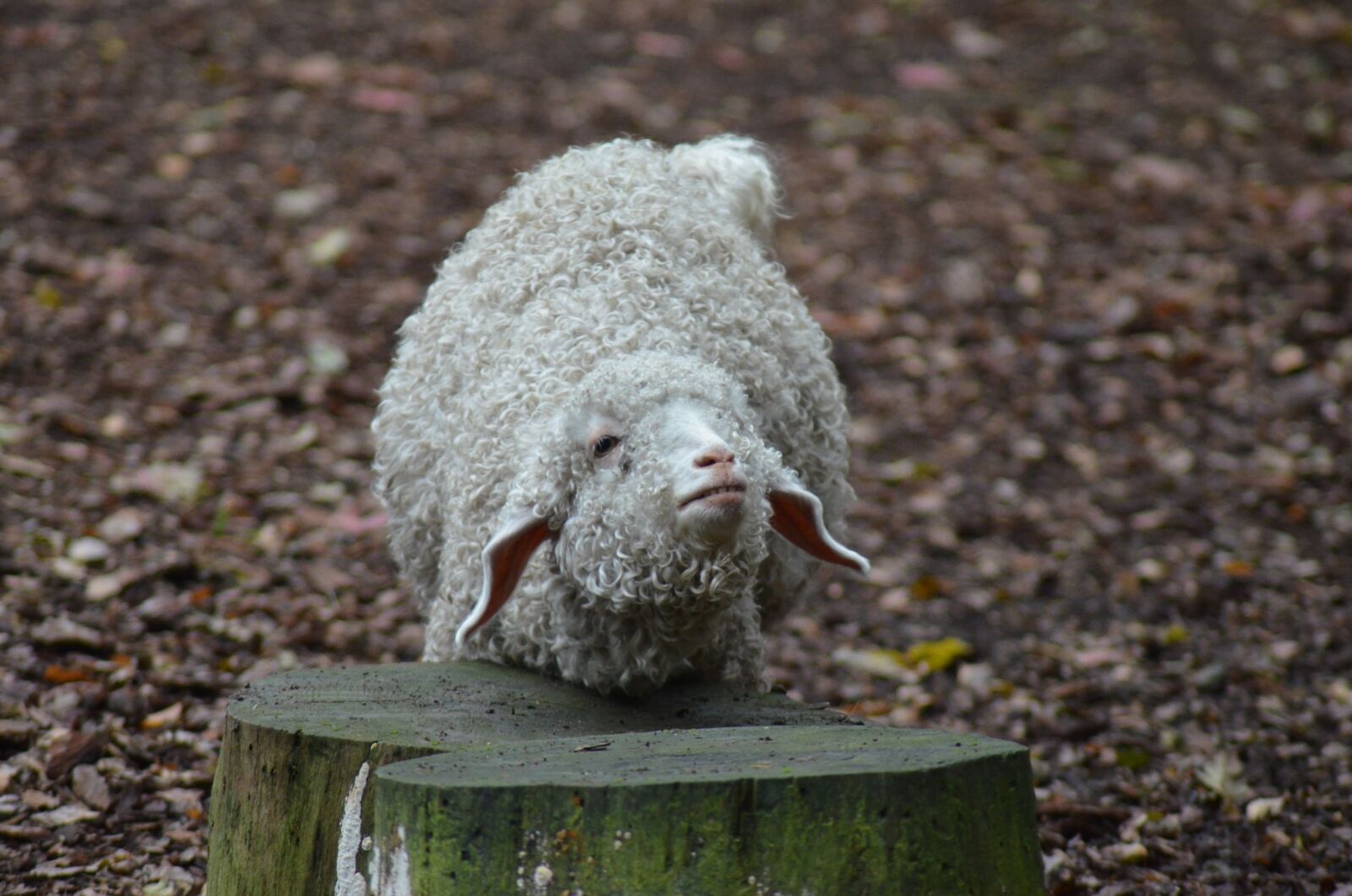 Nikon D5100 sample photo. Sheep, animal, animals photography