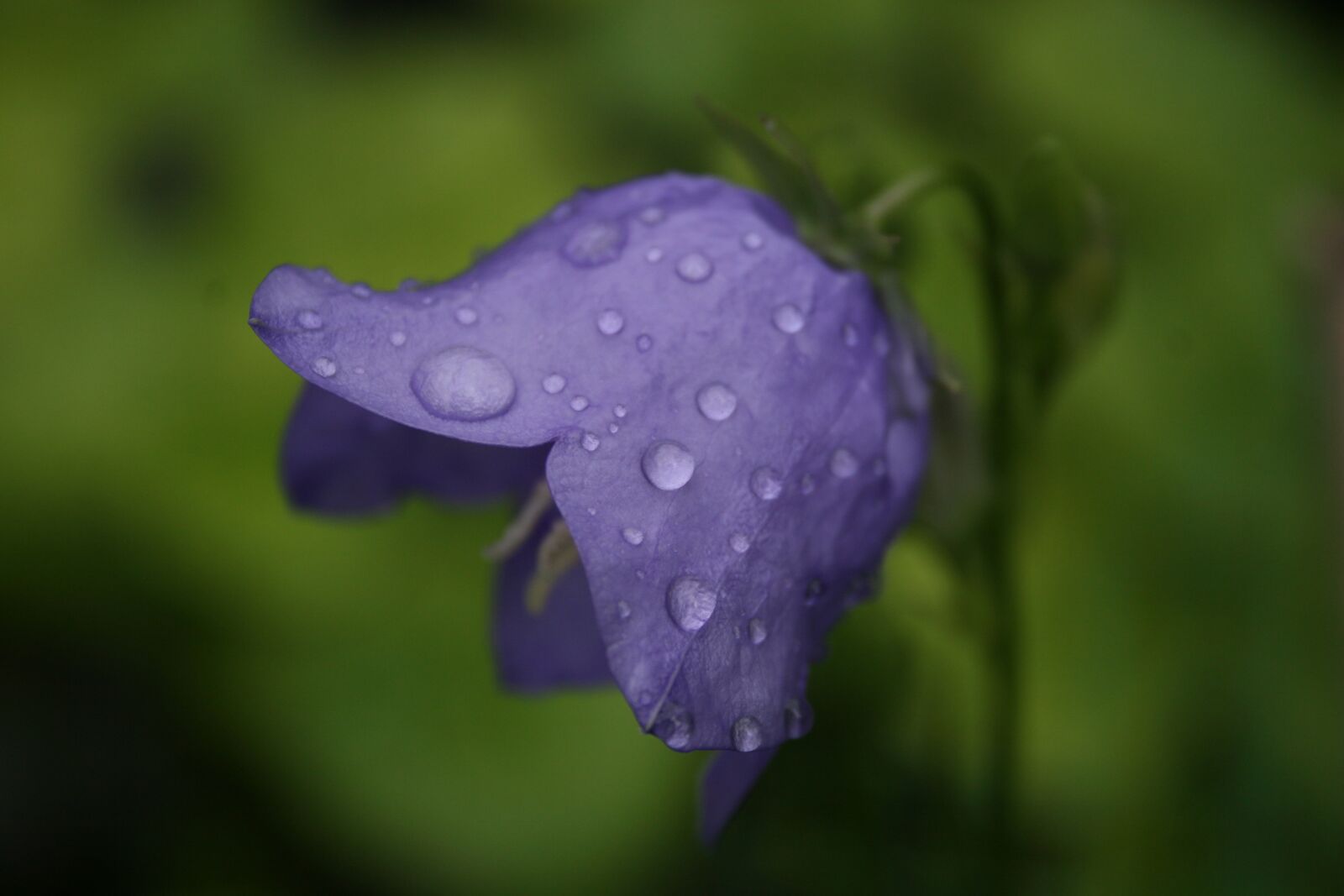 Canon EOS 30D sample photo. Blue, purple, flower photography