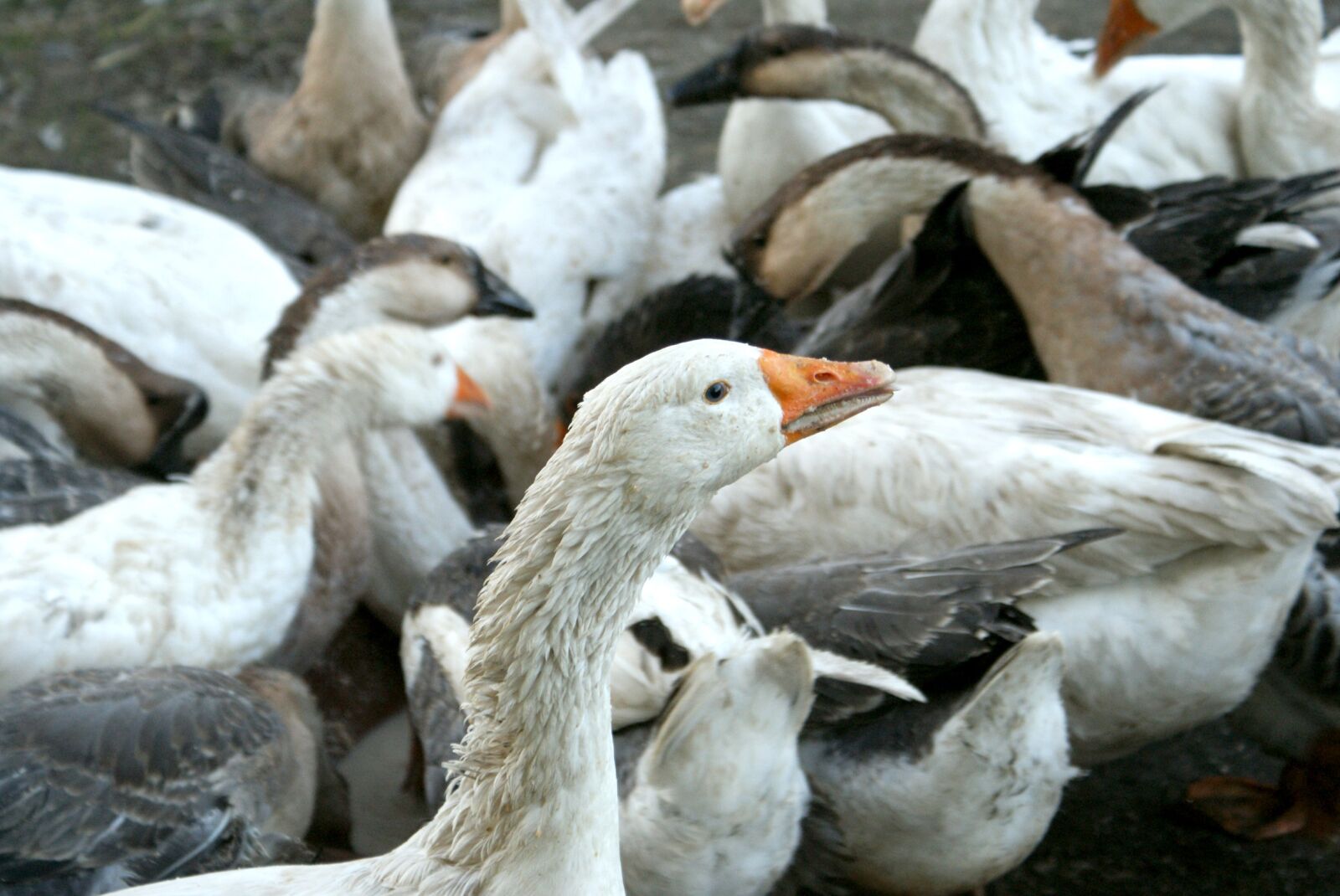 Sony Alpha DSLR-A200 sample photo. Goose, geese, animals photography