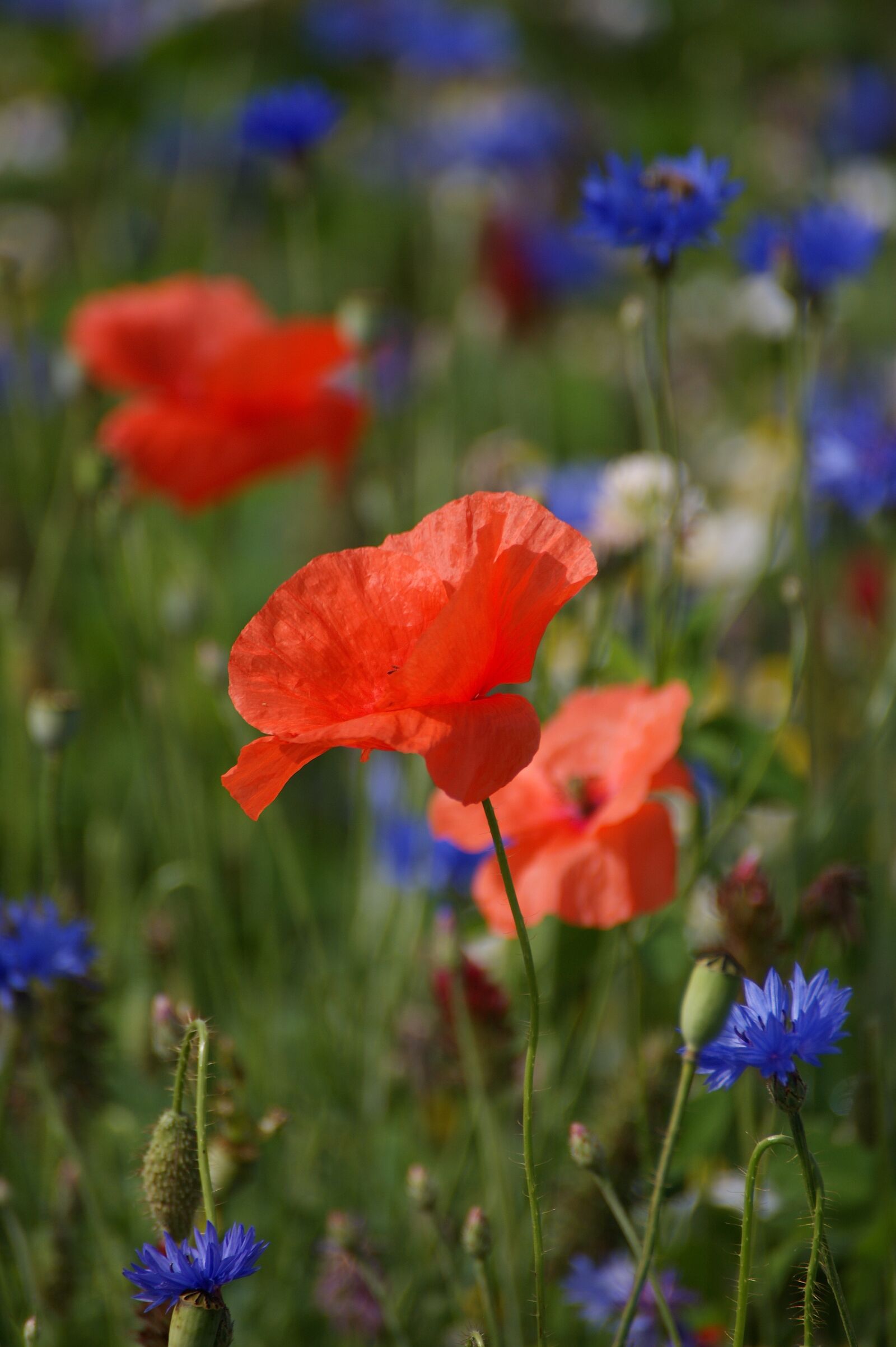Sony Alpha DSLR-A350 sample photo. Poppy, red, red poppy photography