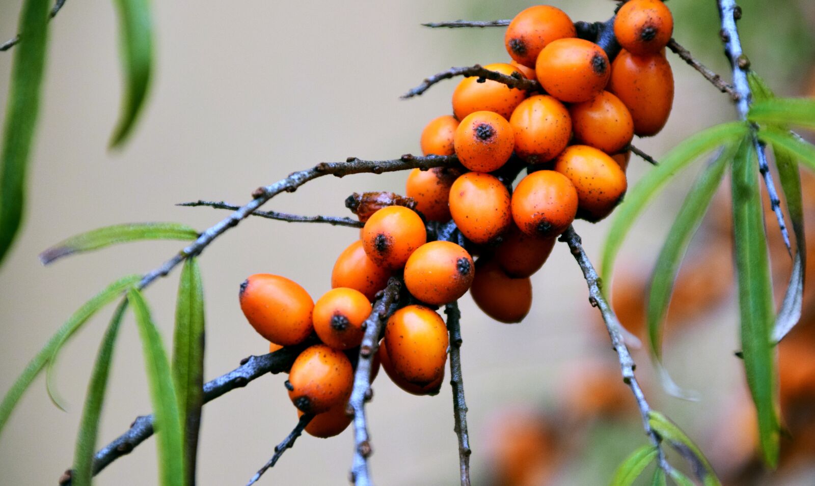Nikon D3300 sample photo. Berry, rowan, bush photography