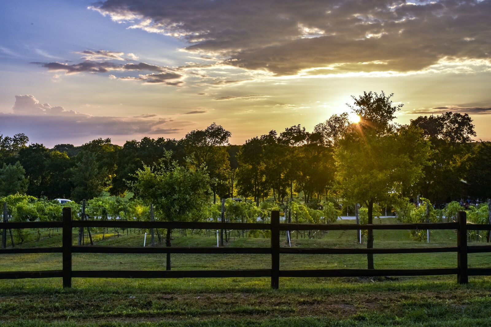 Nikon D7200 sample photo. Vineyard, fence, sunset photography
