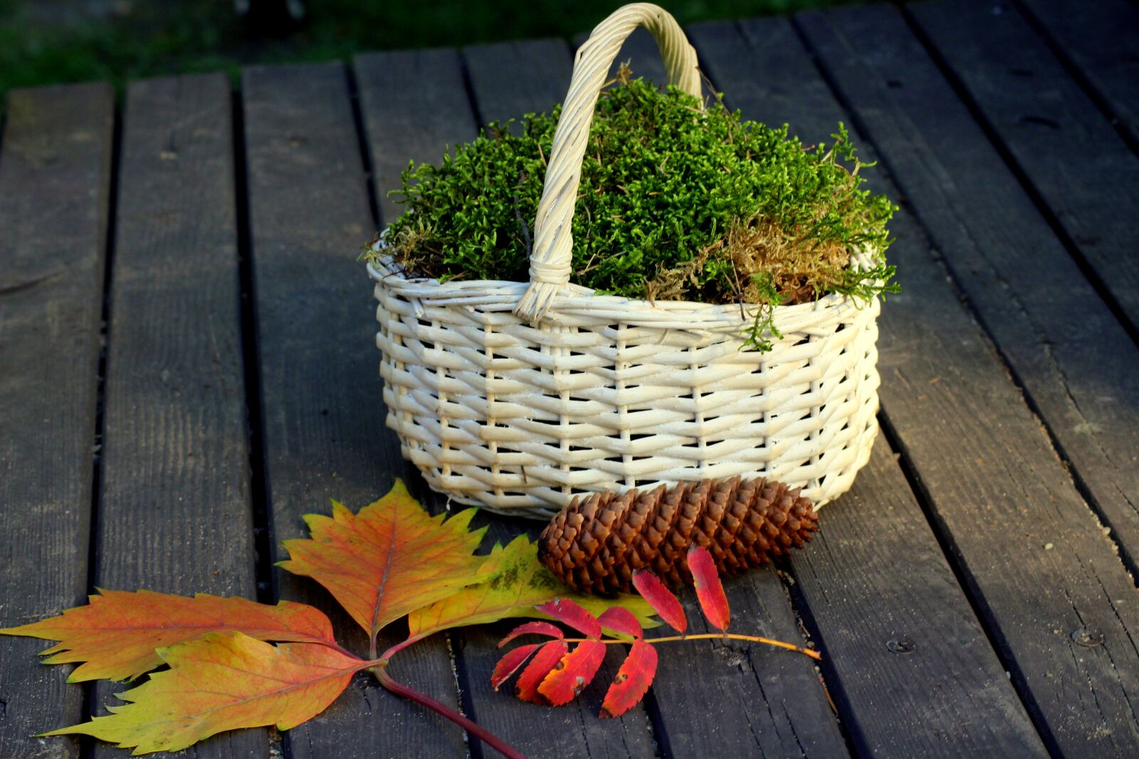 Canon EOS 1200D (EOS Rebel T5 / EOS Kiss X70 / EOS Hi) sample photo. Shopping cart, autumn weather photography