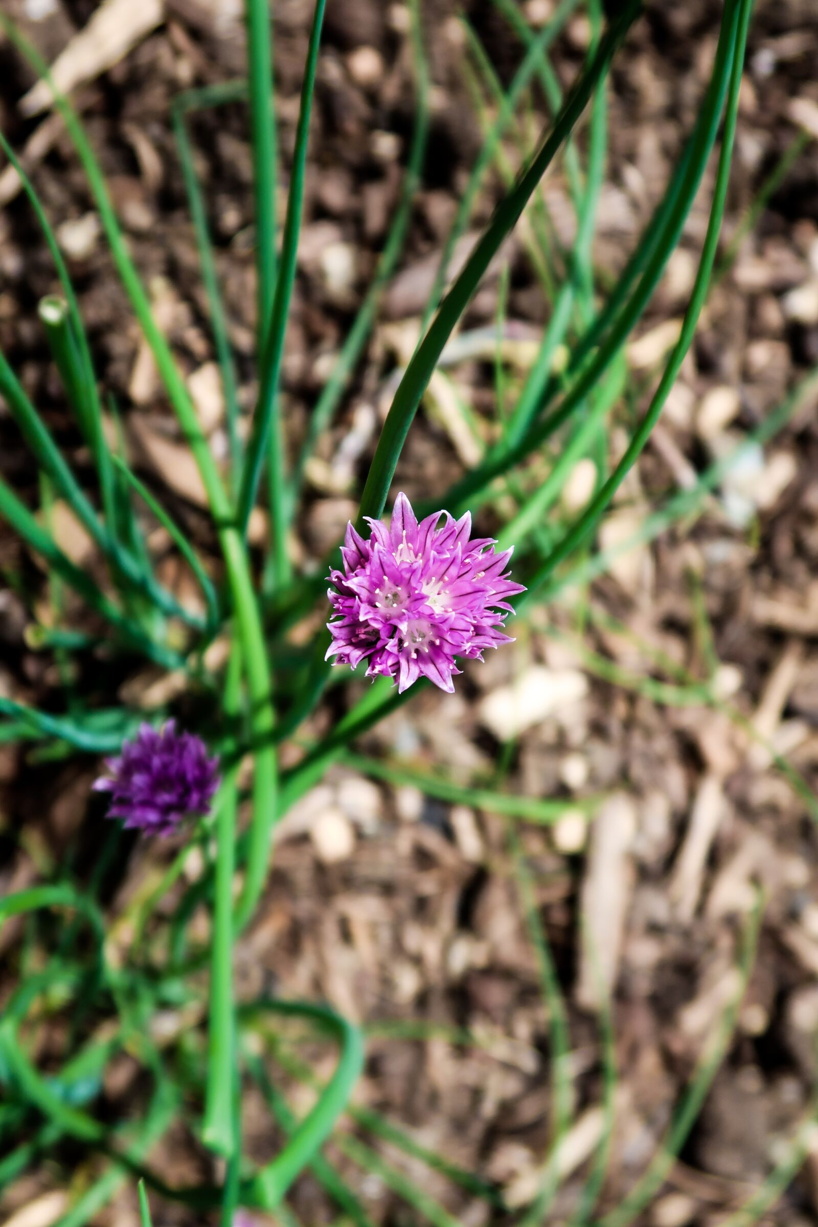 Canon PowerShot G7 X Mark II sample photo. Chives, flower, purple photography