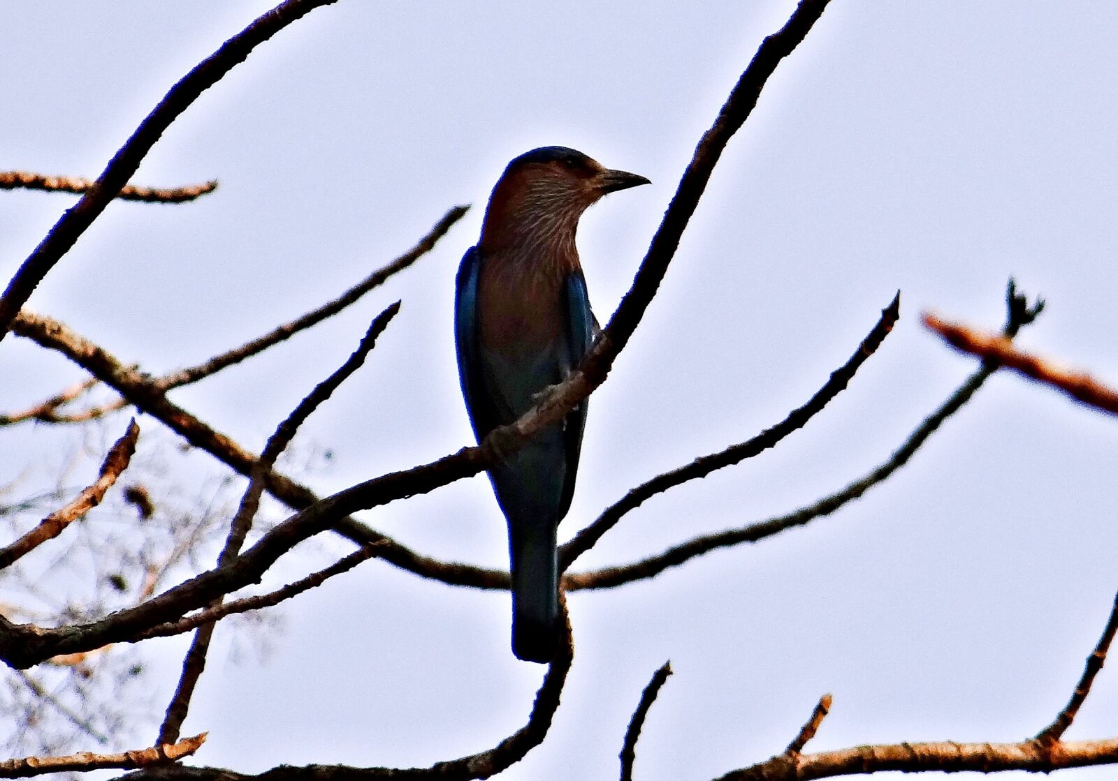 Sony DSC-HX200V sample photo. Indian roller, bird, coracia photography