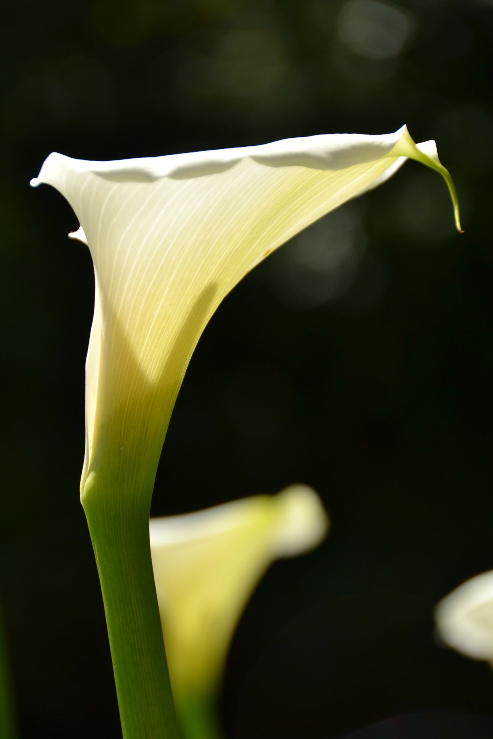 Nikon D3100 sample photo. Flower, south africa, white photography