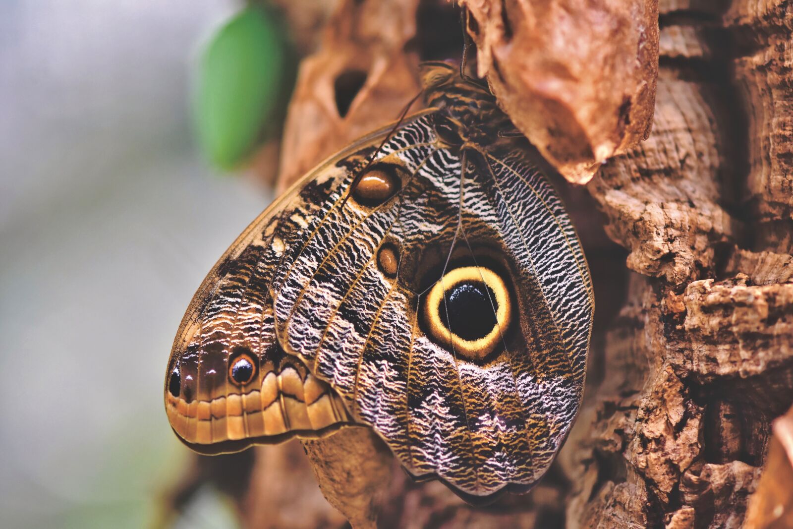 Nikon D7200 sample photo. Butterfly, tropical butterfly, exotic photography