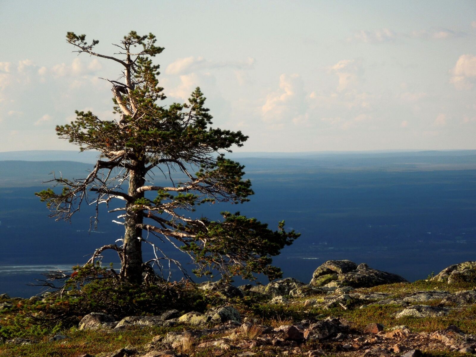Nikon Coolpix S8200 sample photo. Pine, landscape, conifers photography