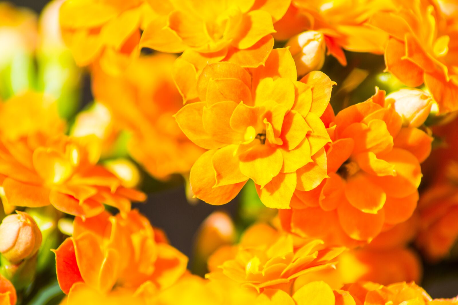 Nikon D3100 sample photo. Flower, blossom, bloom photography