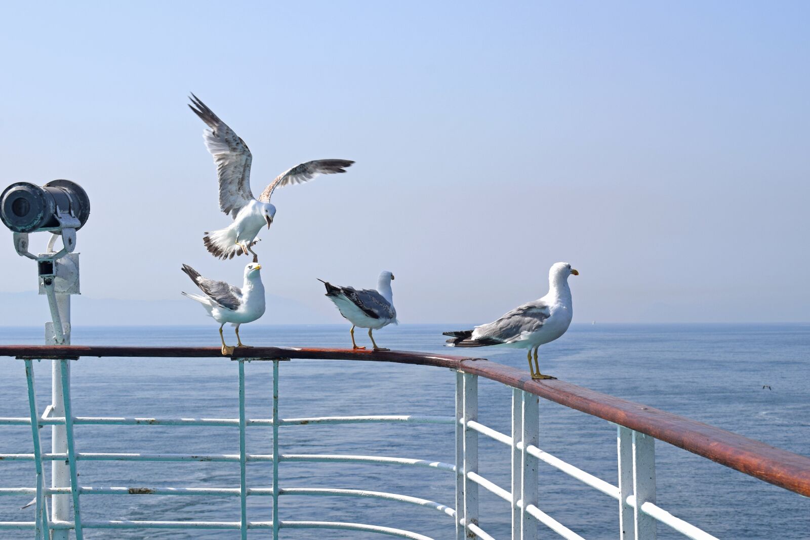 Nikon D3300 sample photo. Seagulls, sea, ferry photography