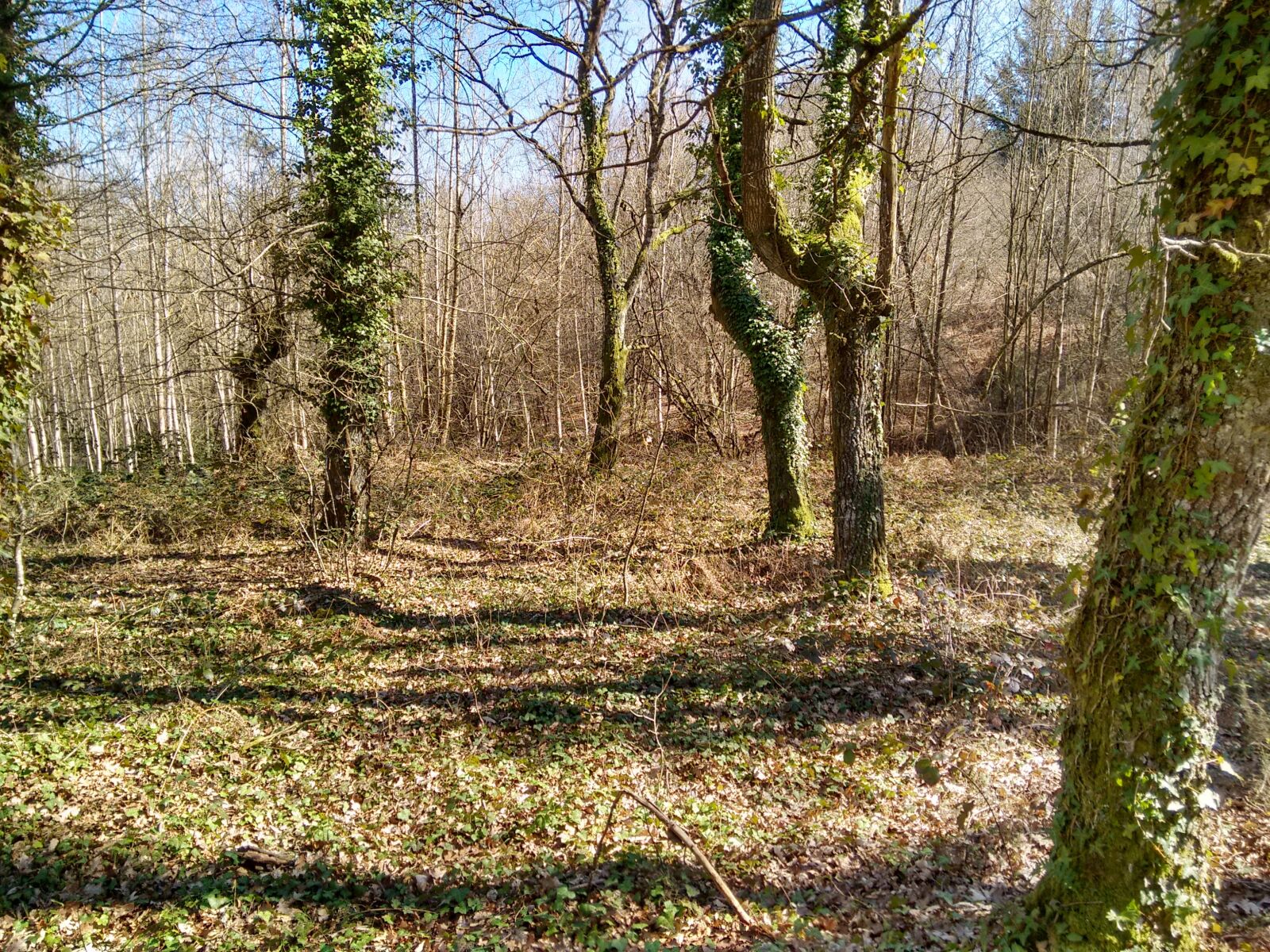 Motorola Moto G (2nd Gen) sample photo. Forest, nature, trees photography