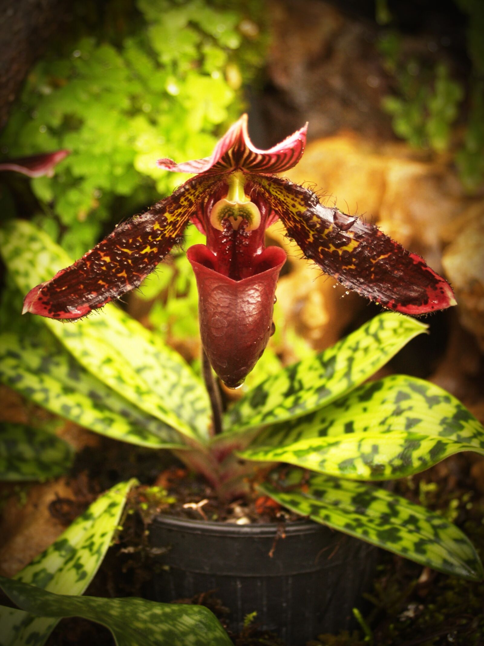 Olympus E-300 (EVOLT E-300) sample photo. Flower, orchid, tropical photography