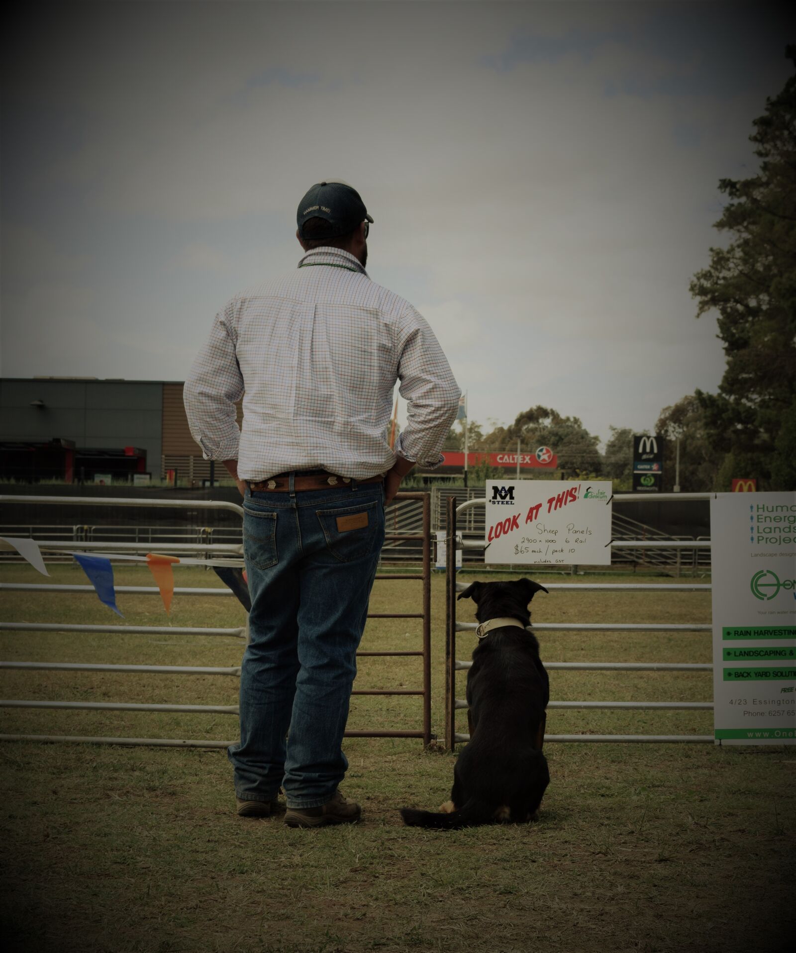 Nikon D3300 sample photo. Dog, herding, dog, kelpie photography