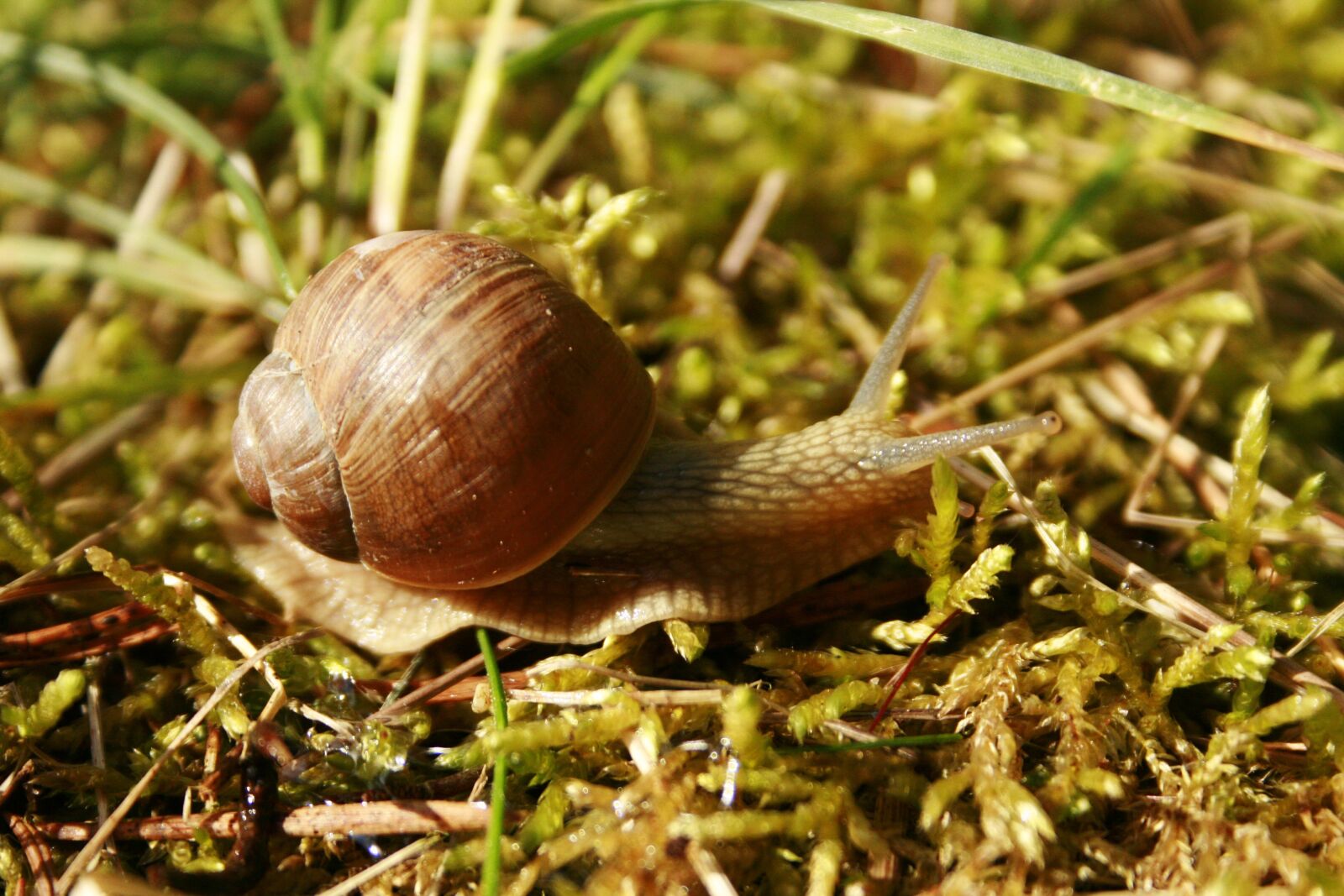 Canon EOS 400D (EOS Digital Rebel XTi / EOS Kiss Digital X) sample photo. Slow, slippery, snail photography