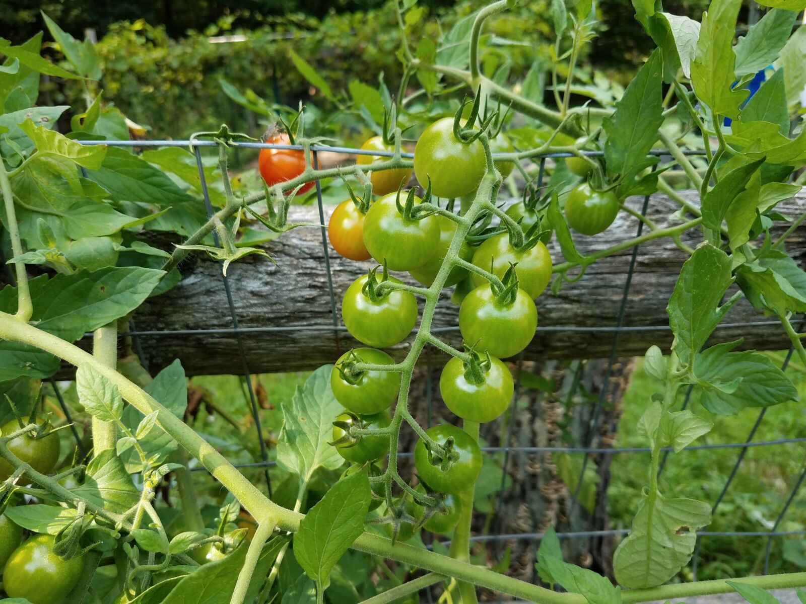 Samsung Galaxy S7 sample photo. Tomatoes, green, red photography