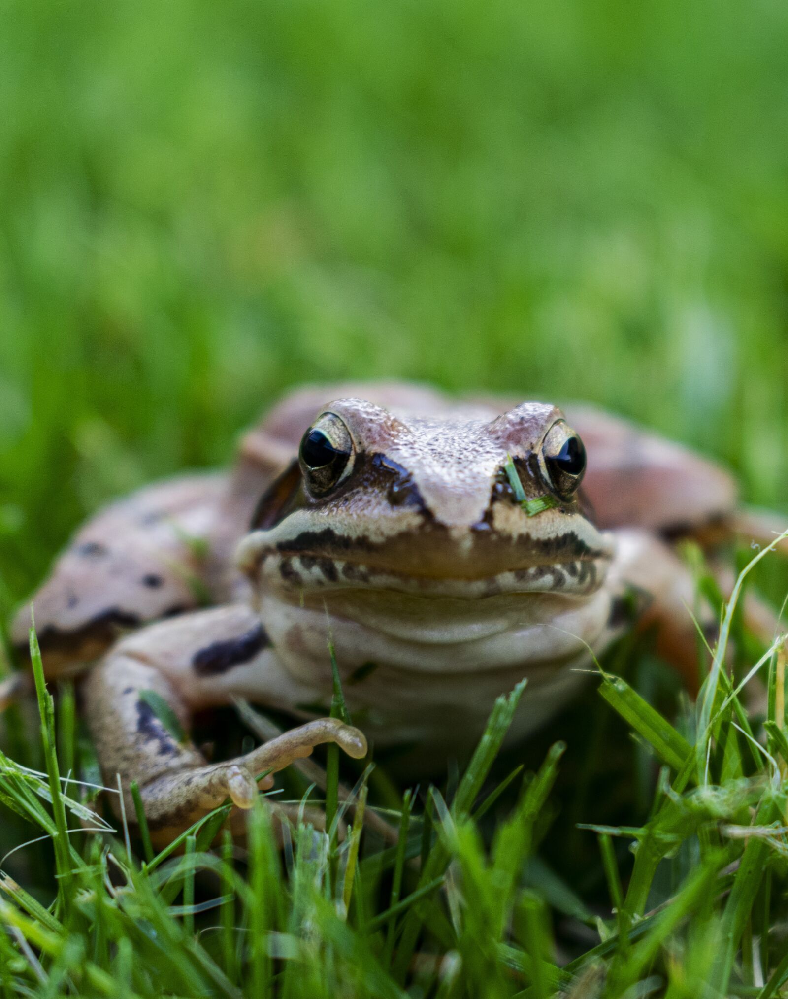 Nikon D5300 sample photo. Frog, animal, amphibian photography