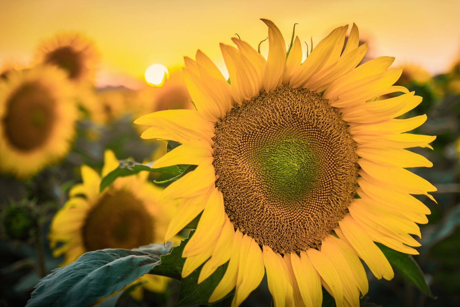 Nikon D7200 sample photo. Sunflower, sun, nature photography