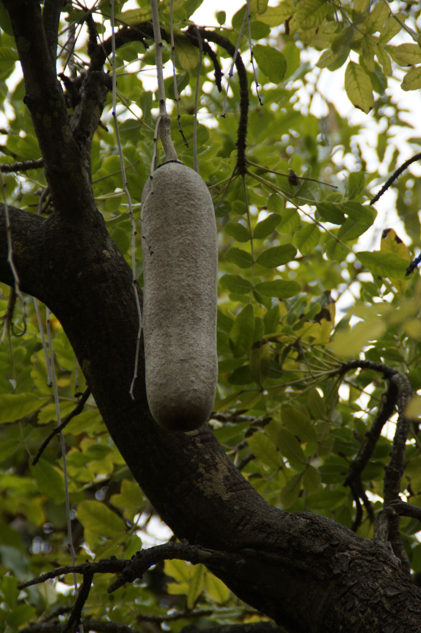 Sony SLT-A58 sample photo. Liver sausage tree, kigelia photography
