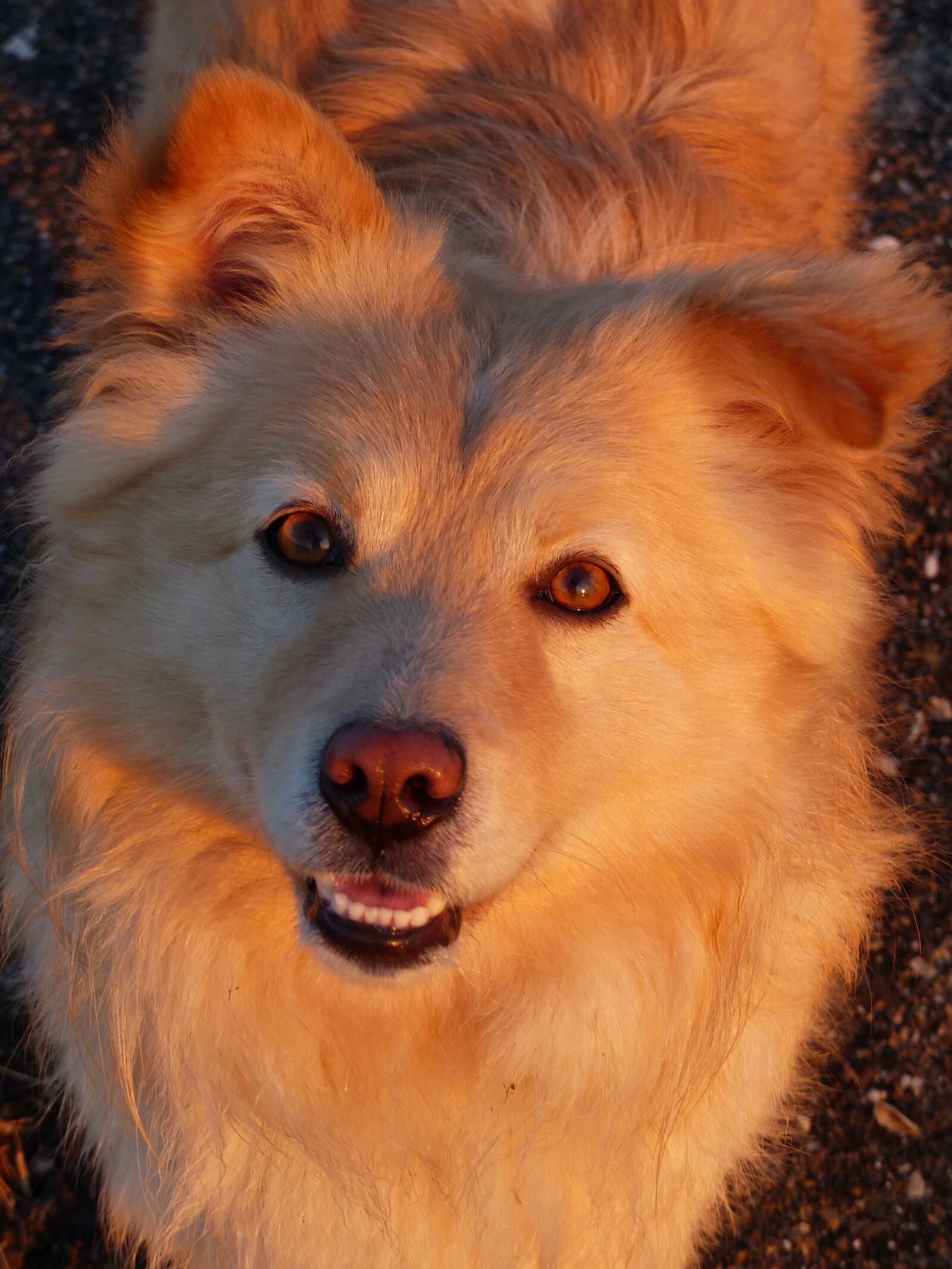 Panasonic Lumix DMC-FZ200 sample photo. Dog, eyes, animal photography