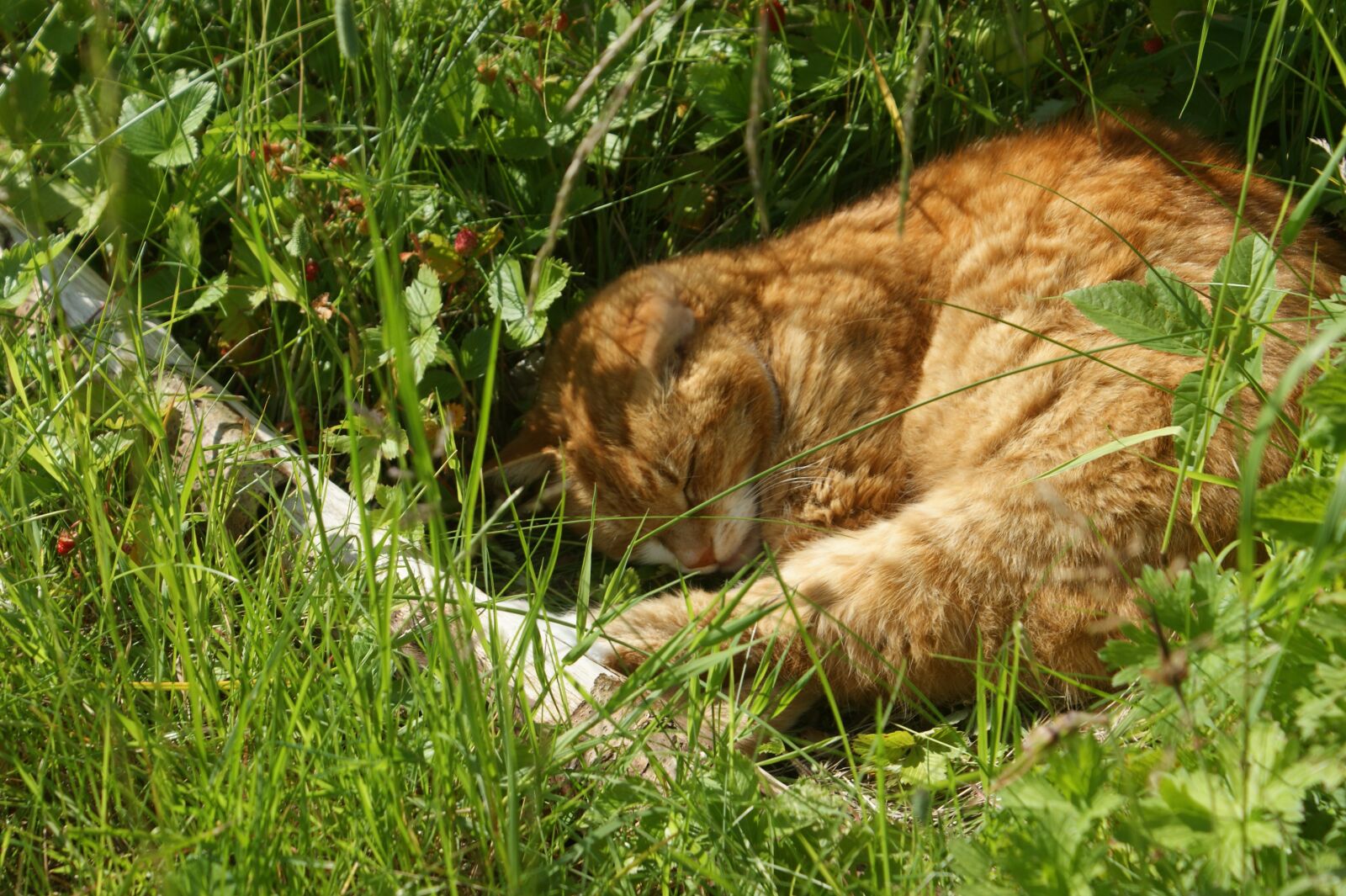 Sony Alpha DSLR-A350 sample photo. Cat, natural, shrub photography
