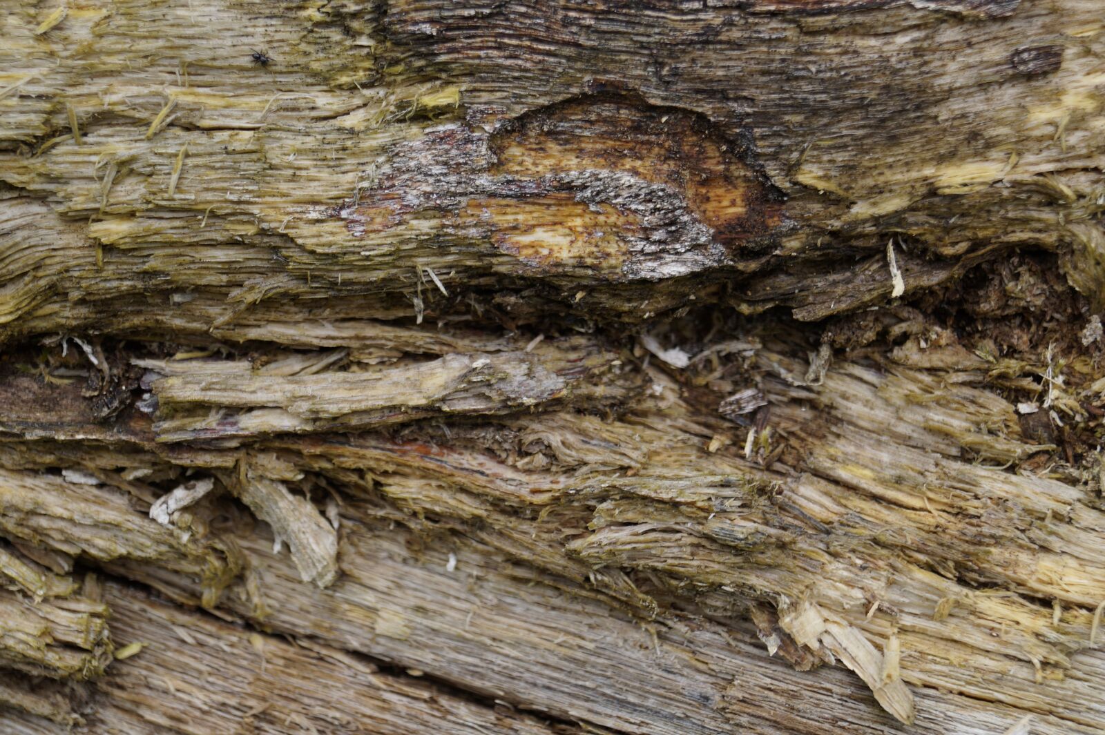 Sony DT 18-55mm F3.5-5.6 SAM II sample photo. Wood, bark, nature photography
