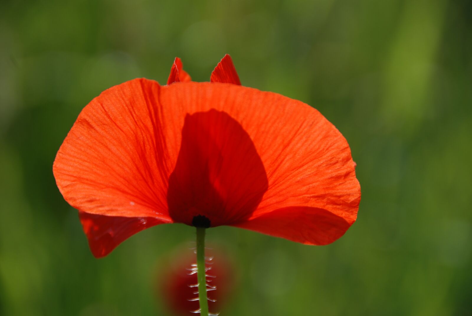 Nikon D80 sample photo. Poppy, poppy flower, blossom photography