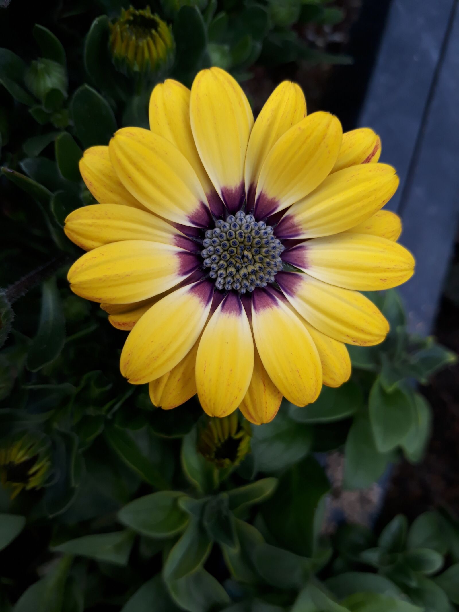 Samsung Galaxy On7(2016) sample photo. Flowers, spring, petal photography