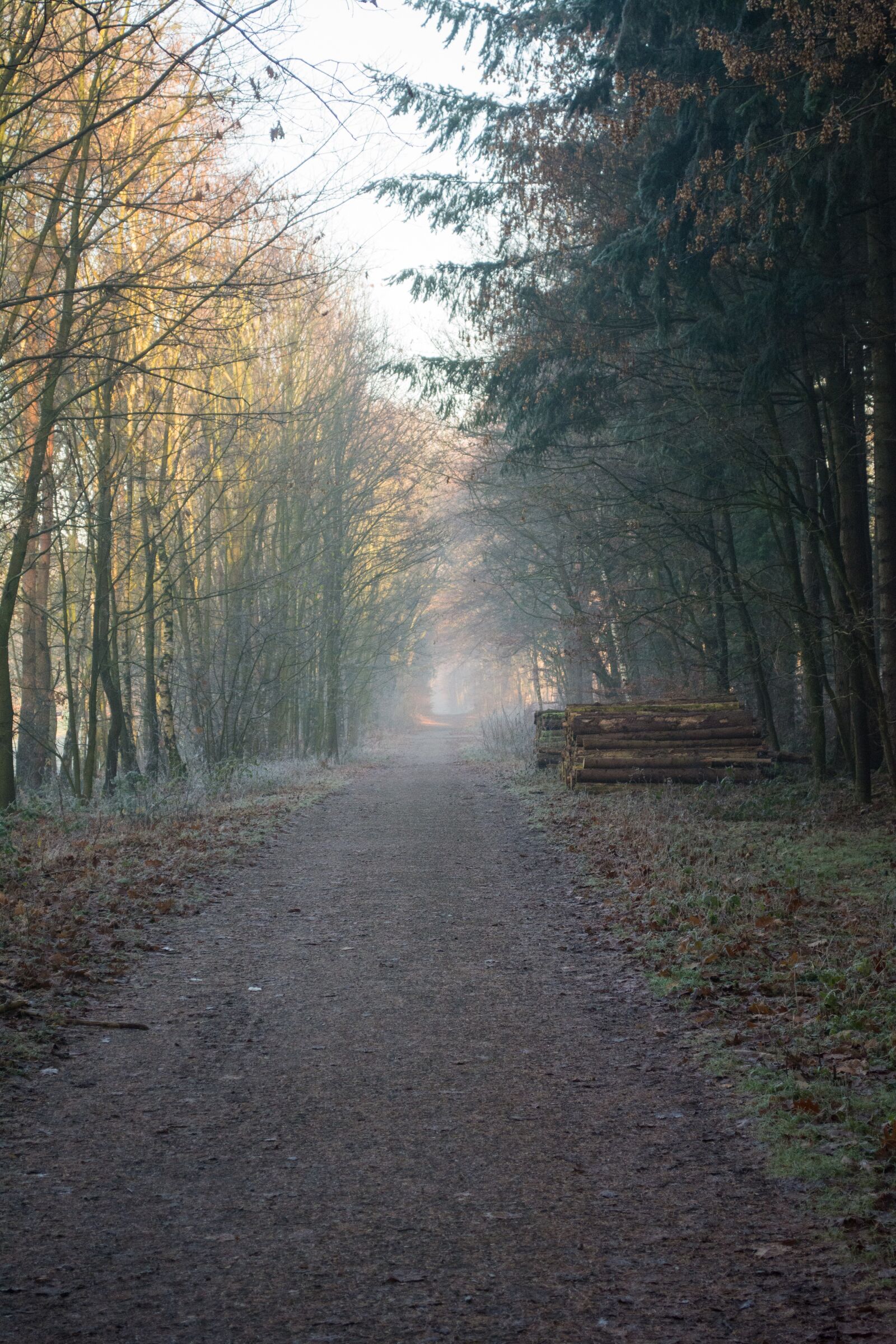 Nikon D5200 sample photo. Path, way, forest photography