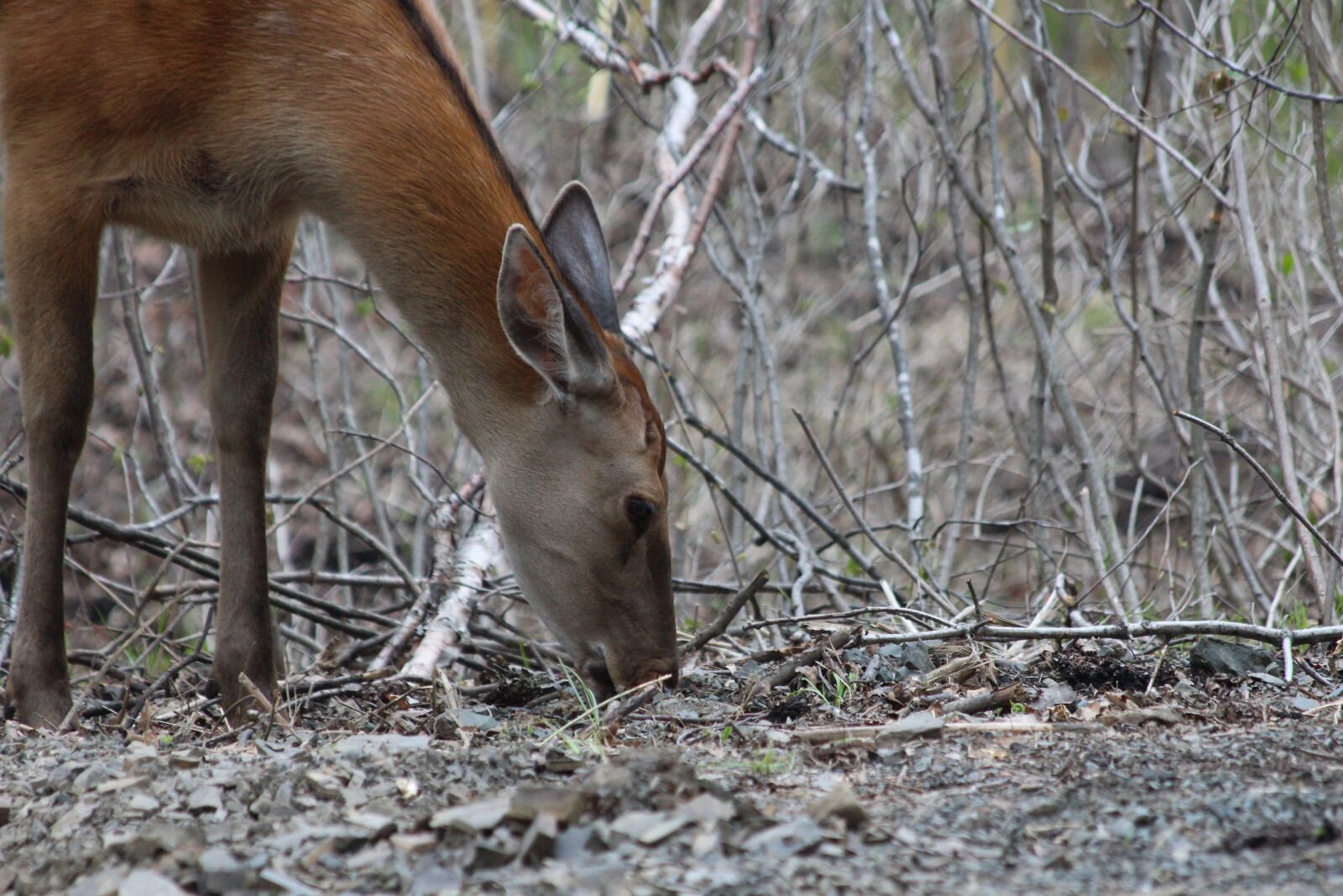 Canon EOS 650D (EOS Rebel T4i / EOS Kiss X6i) sample photo. Deer, hybrid, x axis photography