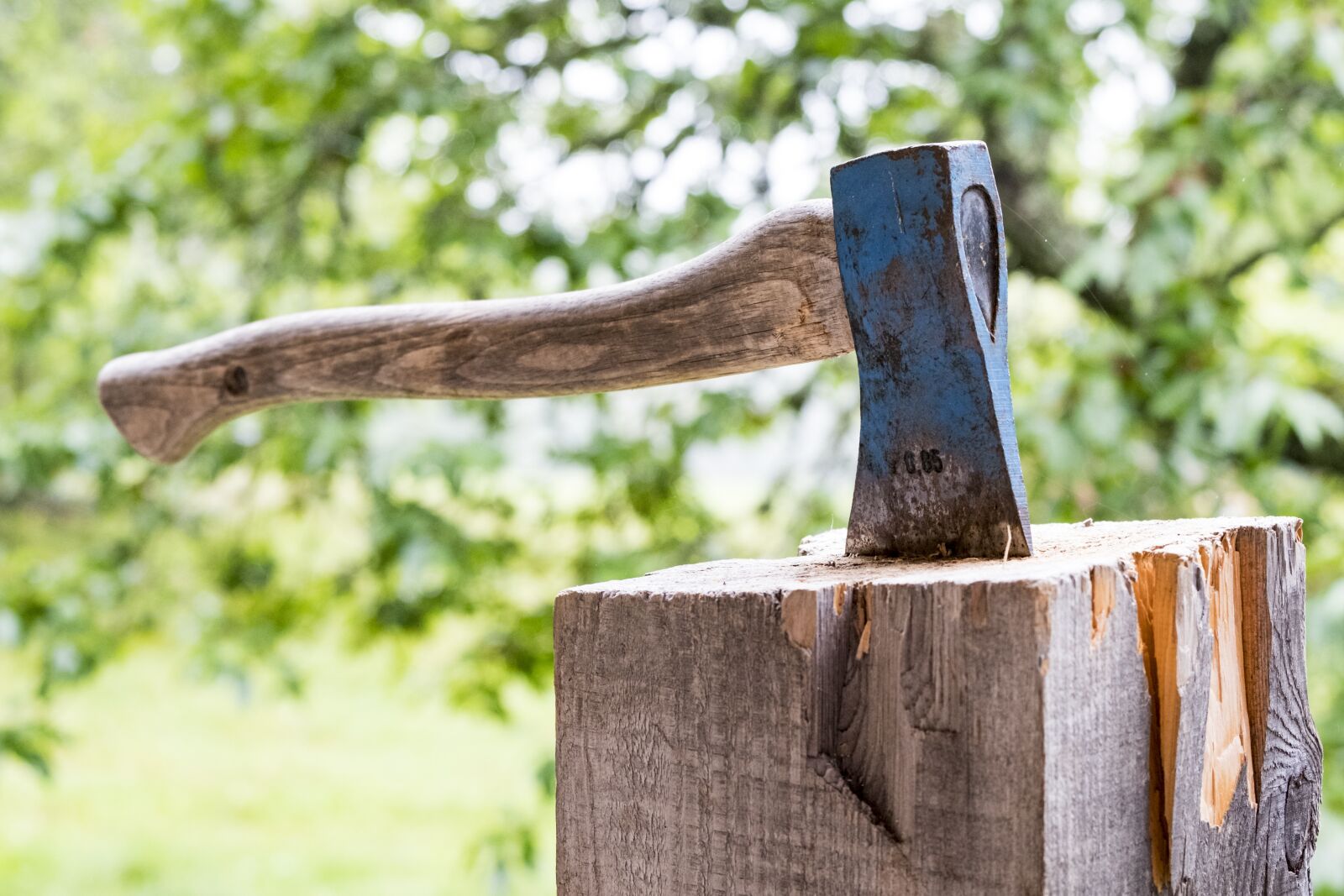 Fujifilm X-T2 + Fujifilm XF 55-200mm F3.5-4.8 R LM OIS sample photo. Wood, nature, tree photography