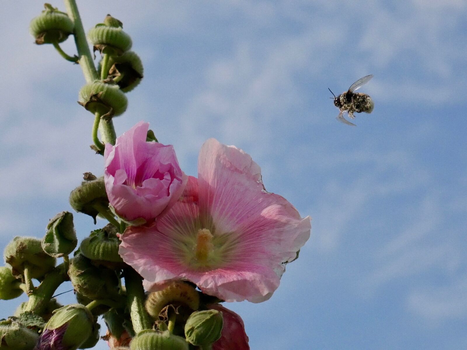 Panasonic DMC-G70 sample photo. Flower, bee, insect photography