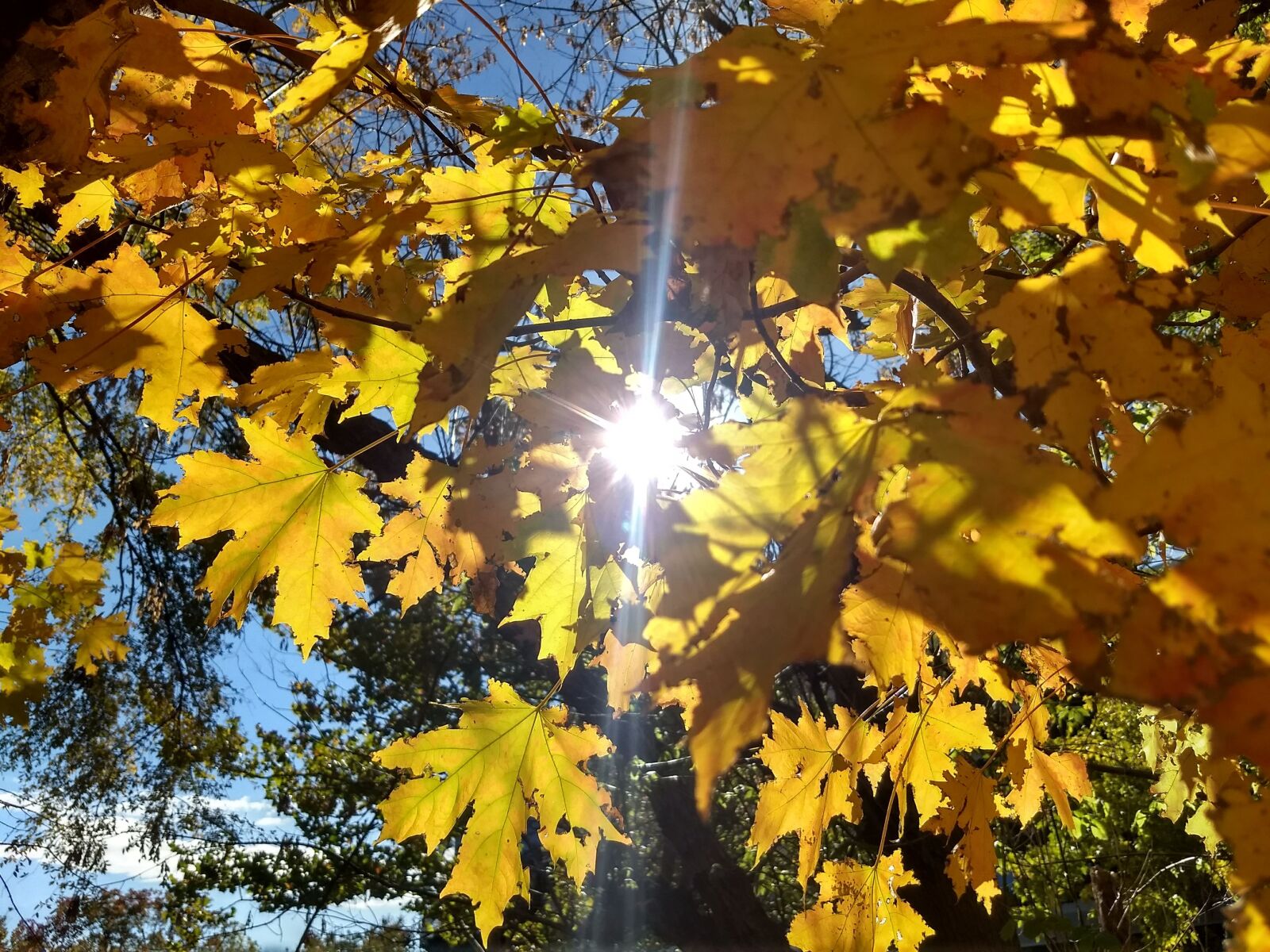 Motorola Moto G (5) Plus sample photo. Tree, nature, leaf photography