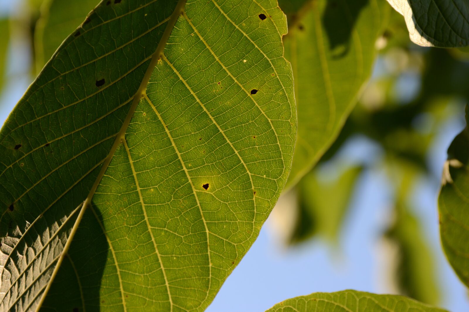 Nikon D7100 sample photo. Leaf, green, green leaf photography