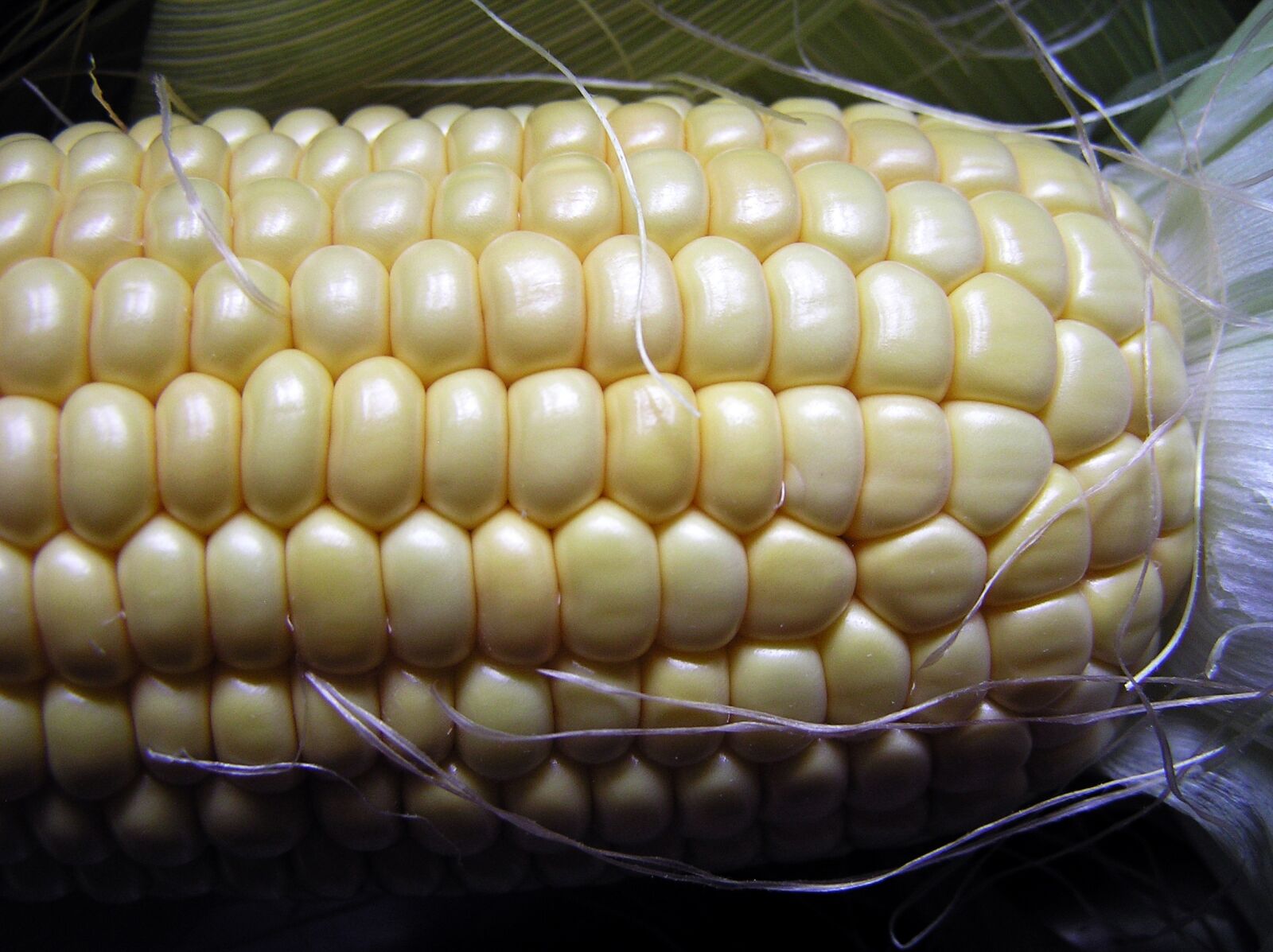 Olympus C750UZ sample photo. Sweet corn, vegetable, food photography