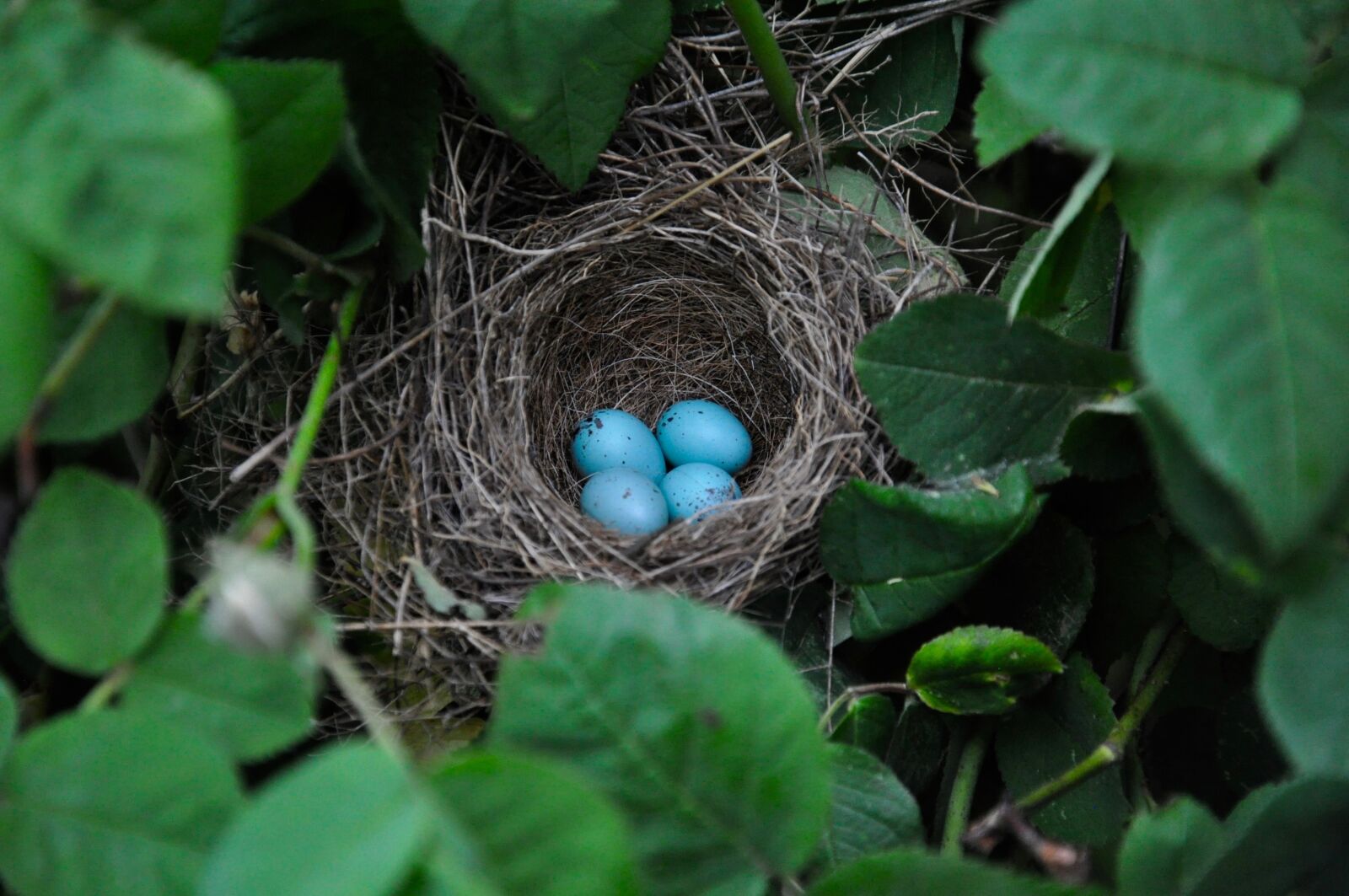 Nikon D5000 sample photo. Bird eggs, nest, nature photography